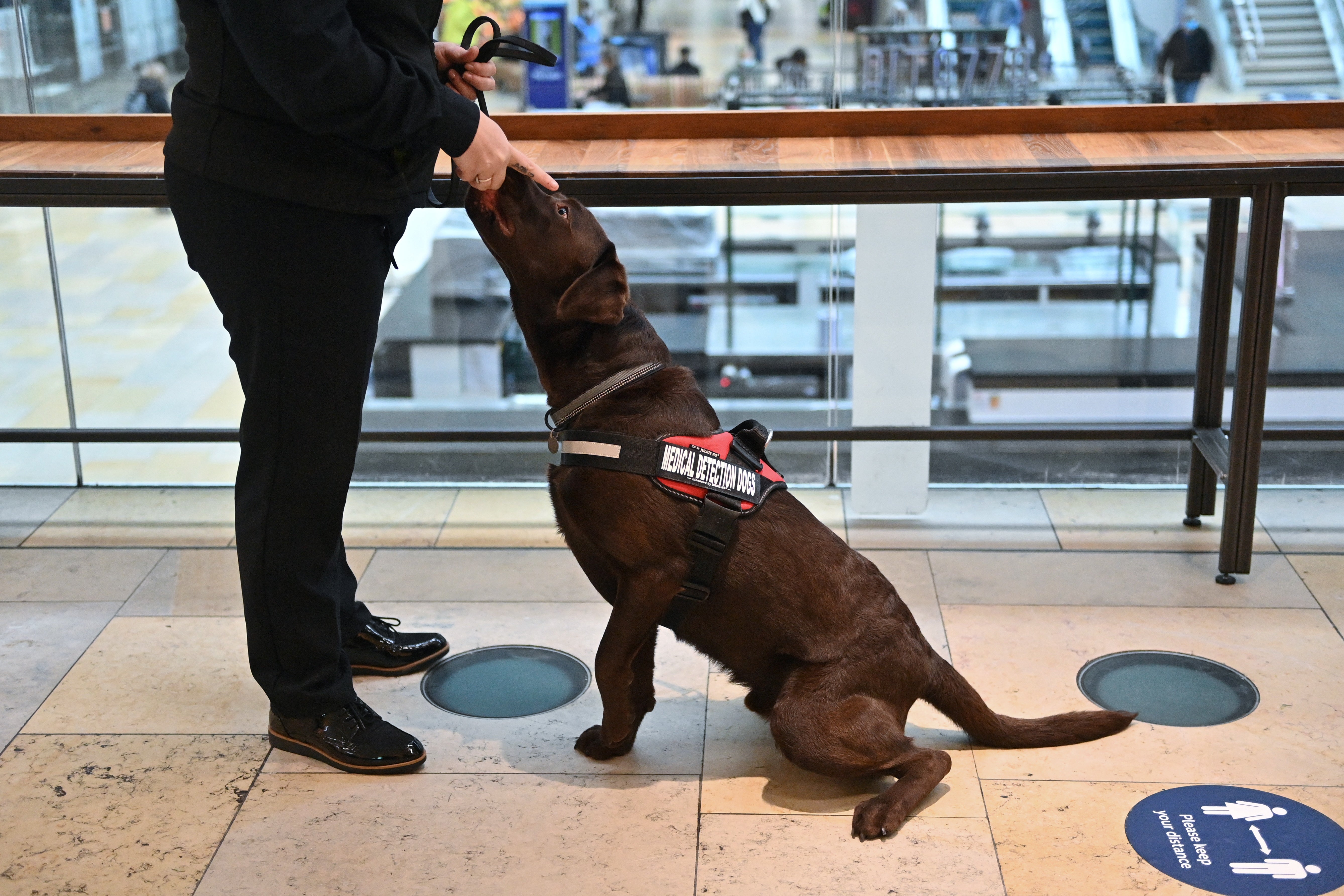 Sniffer dogs ‘can accurately detect airport passengers infected with Covid-19’ (Justin Tallis/PA)