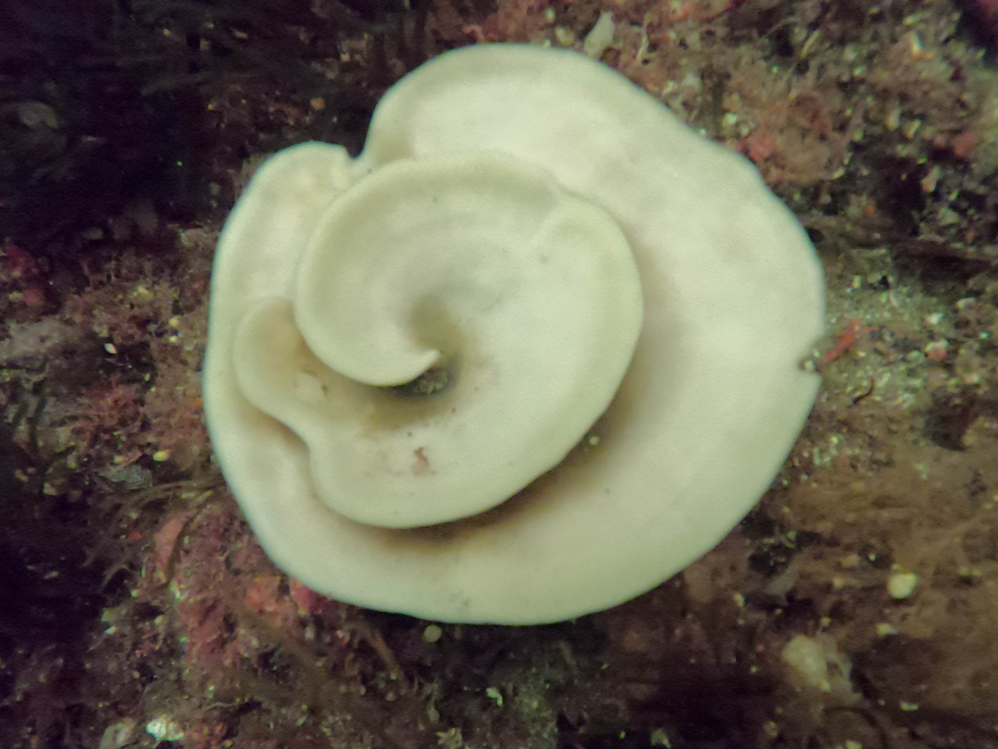 Bleached sea sponges have been found under the water in Breaksea Sound and Doubtful Sound fjords in Fiordland, New Zealand