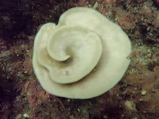 Scientists alarmed by discovery of bleached sea sponges off New Zealand for first time