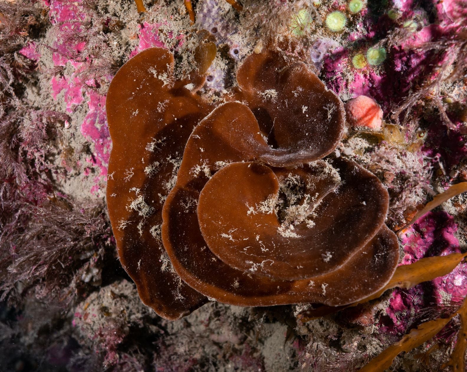 Unbleached sponge (seen here) is brown and velvety