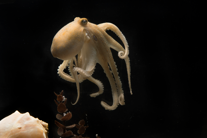 Octopus bimaculoides