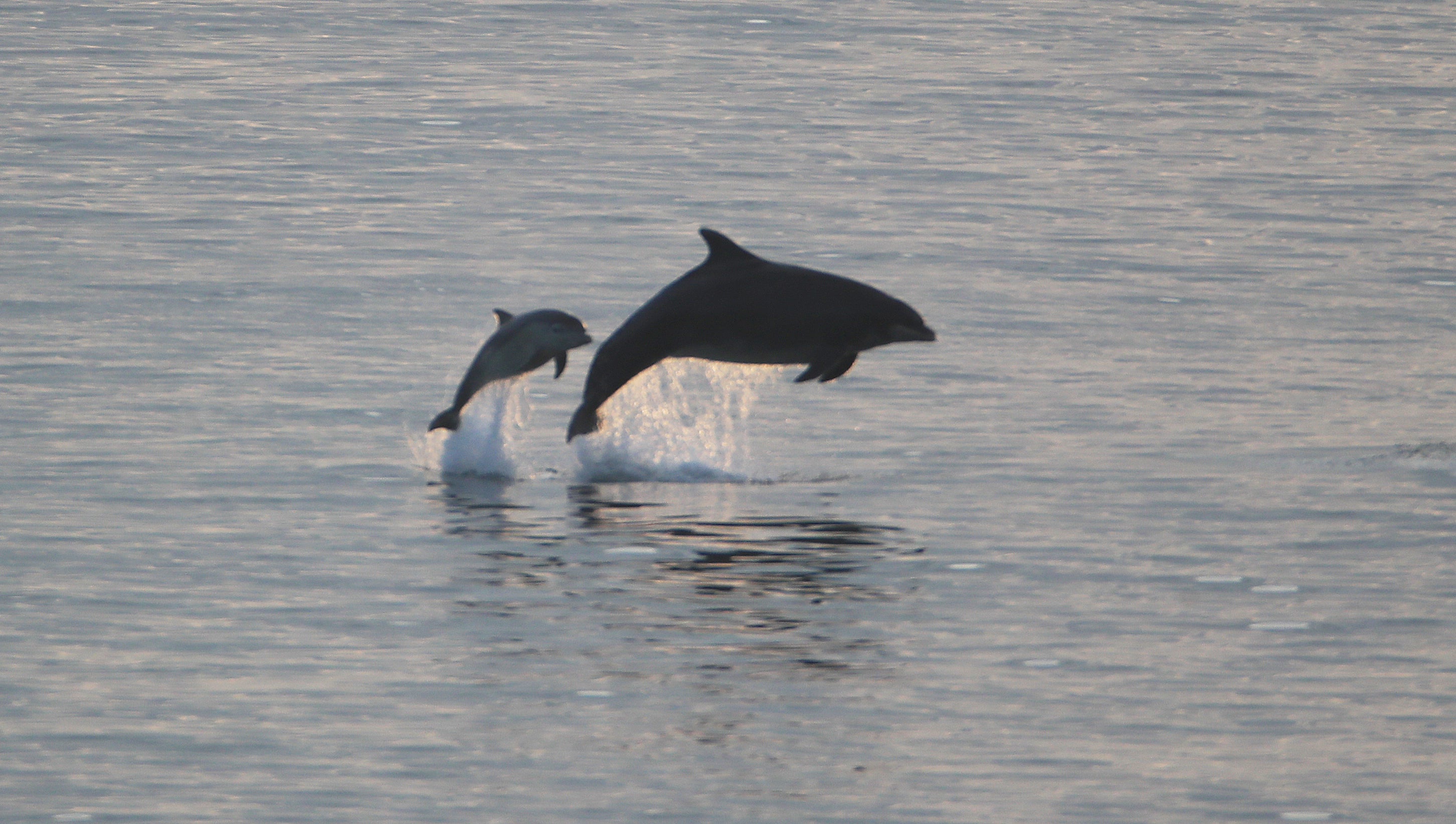 Researchers will look at other information dolphins can extract from urine