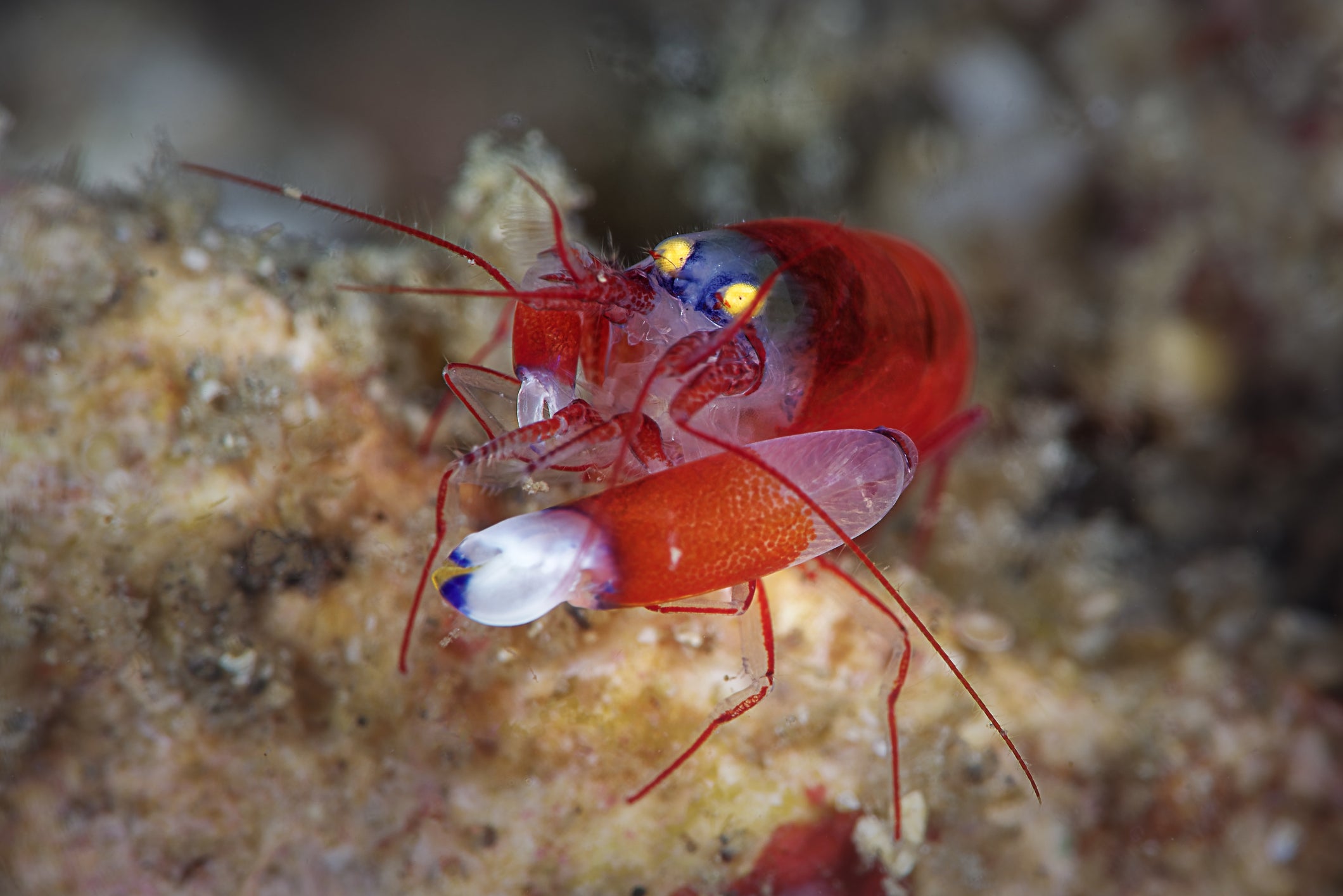 The ‘pistol shrimp’ uses it’s one large claw to kill prey with a shockwave bubble