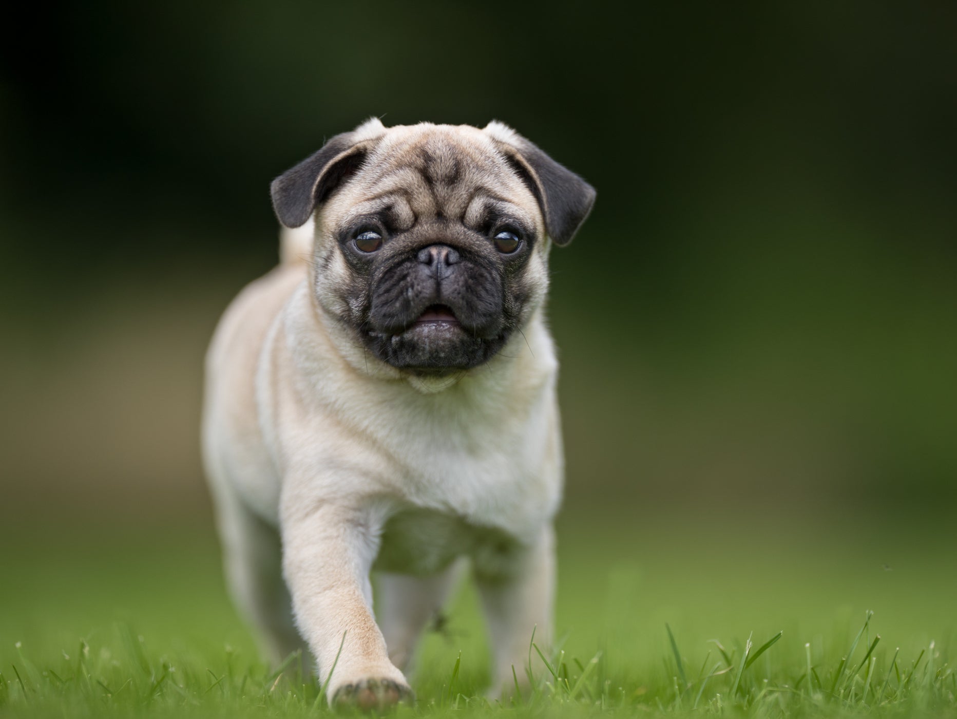 Pugs are a flat-faced breed