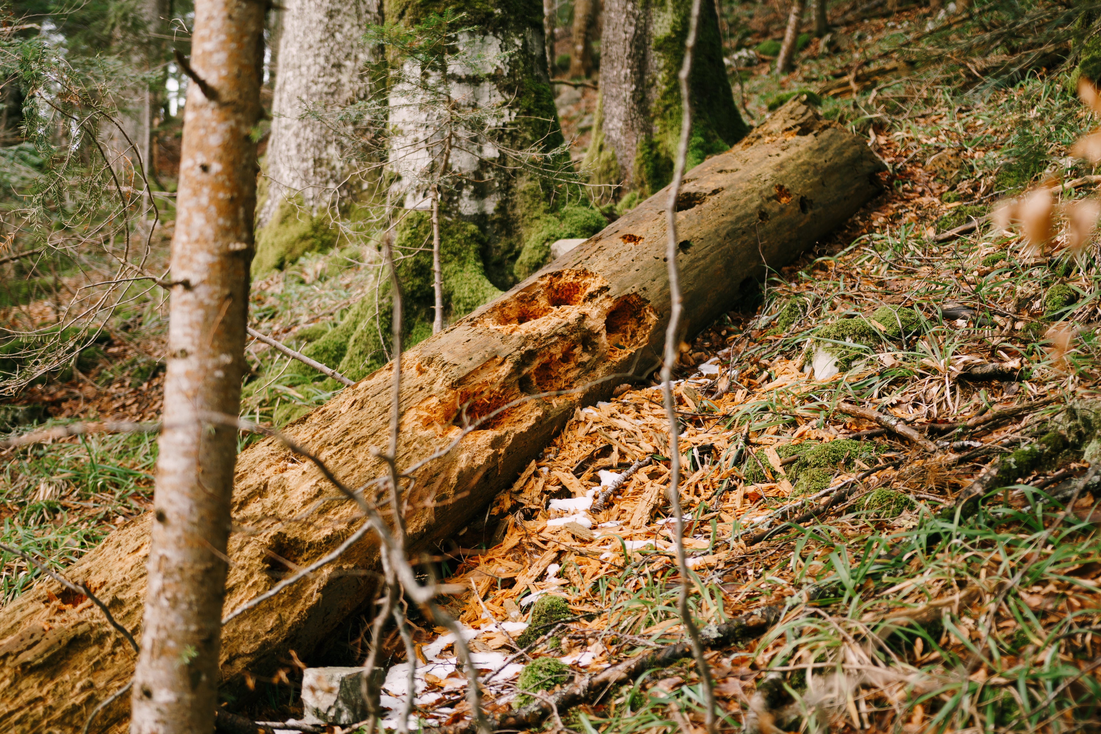 Rotting trees release methane