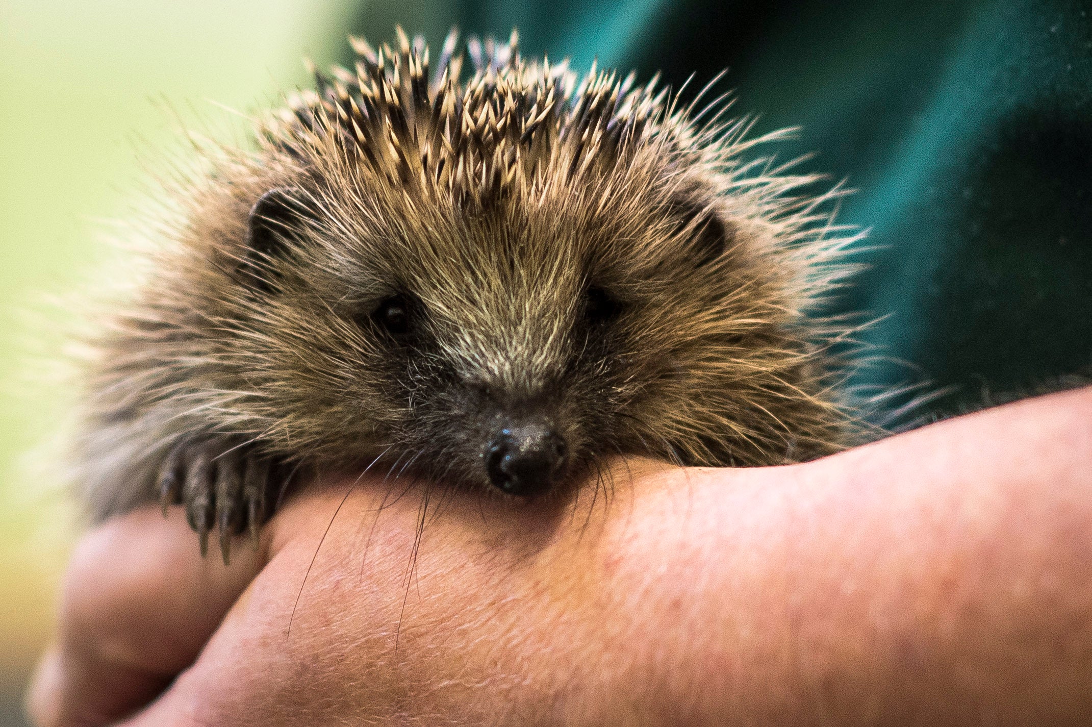 A mum-of-two was with her nine-year-old when the animal was found