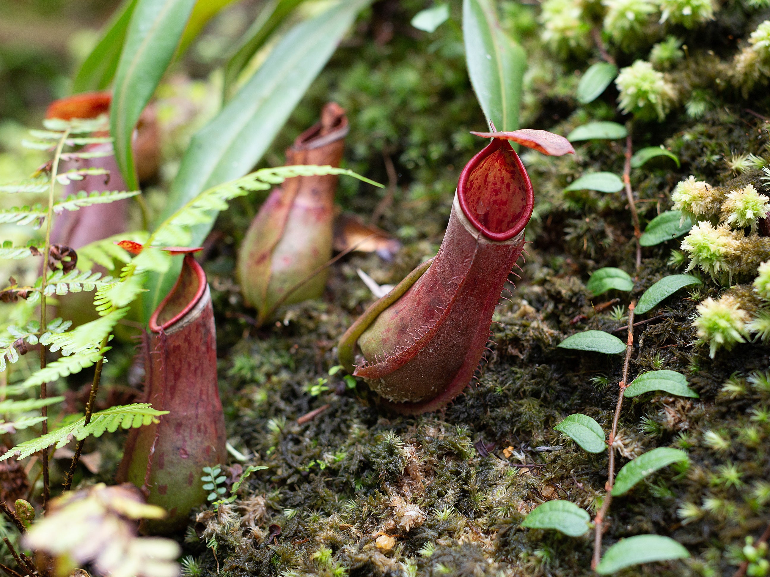 Two species of the Nepenthes genus (pictured) are endemic to Cambodia