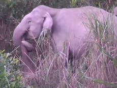 Elephants in mourning seen kicking and dragging dead herd members