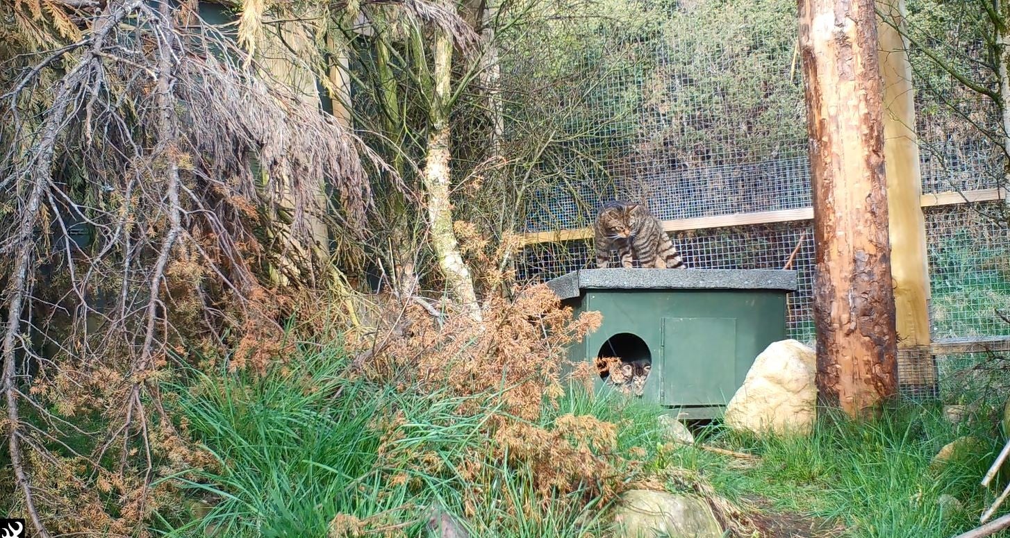 Droma and kittens in nest box at the Highland Wildlife Park (Royal Zoological Society of Scotland/PA)