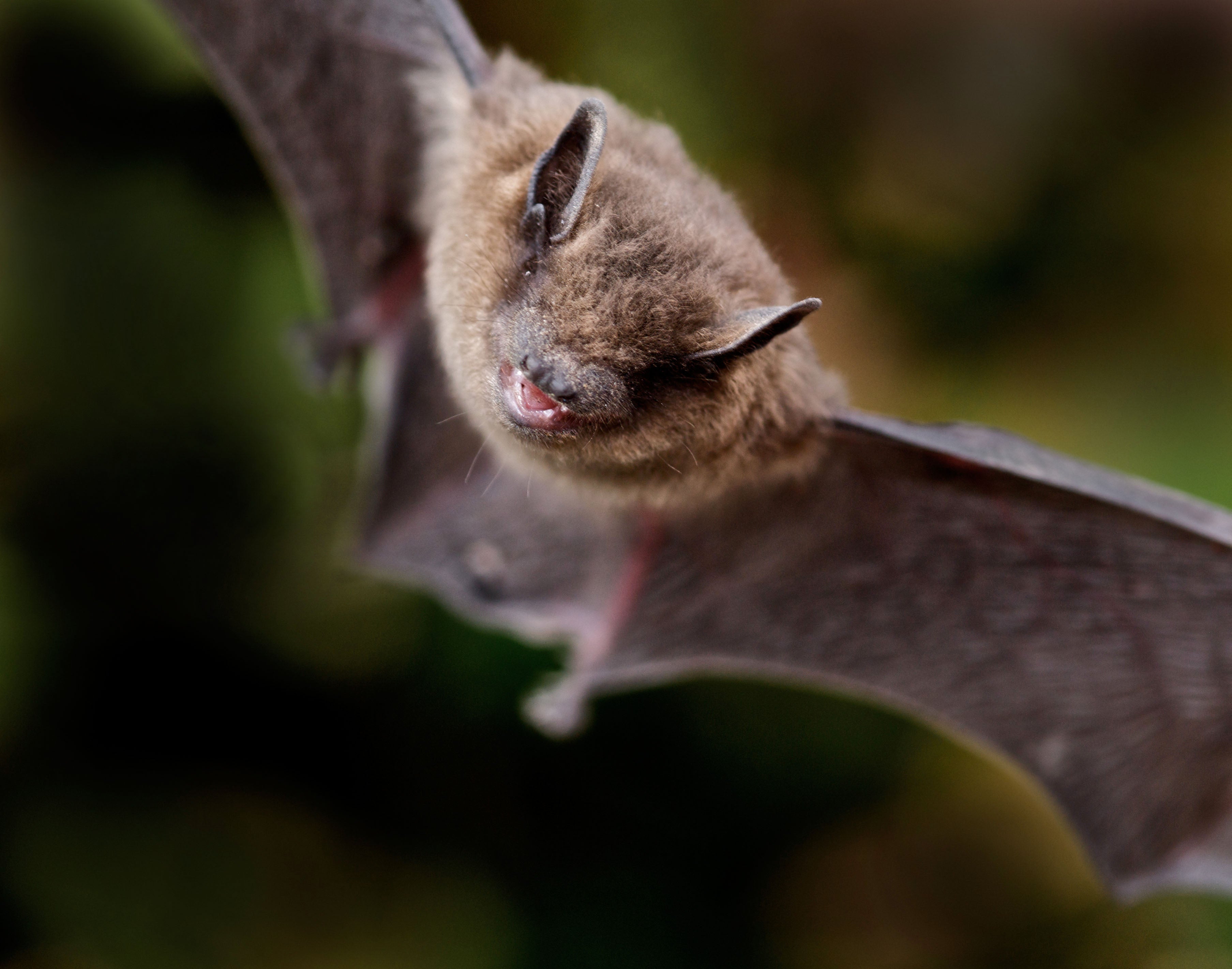 Common pipistrelle bat, the smallest and commonest bat in the UK (Alamy/PA)