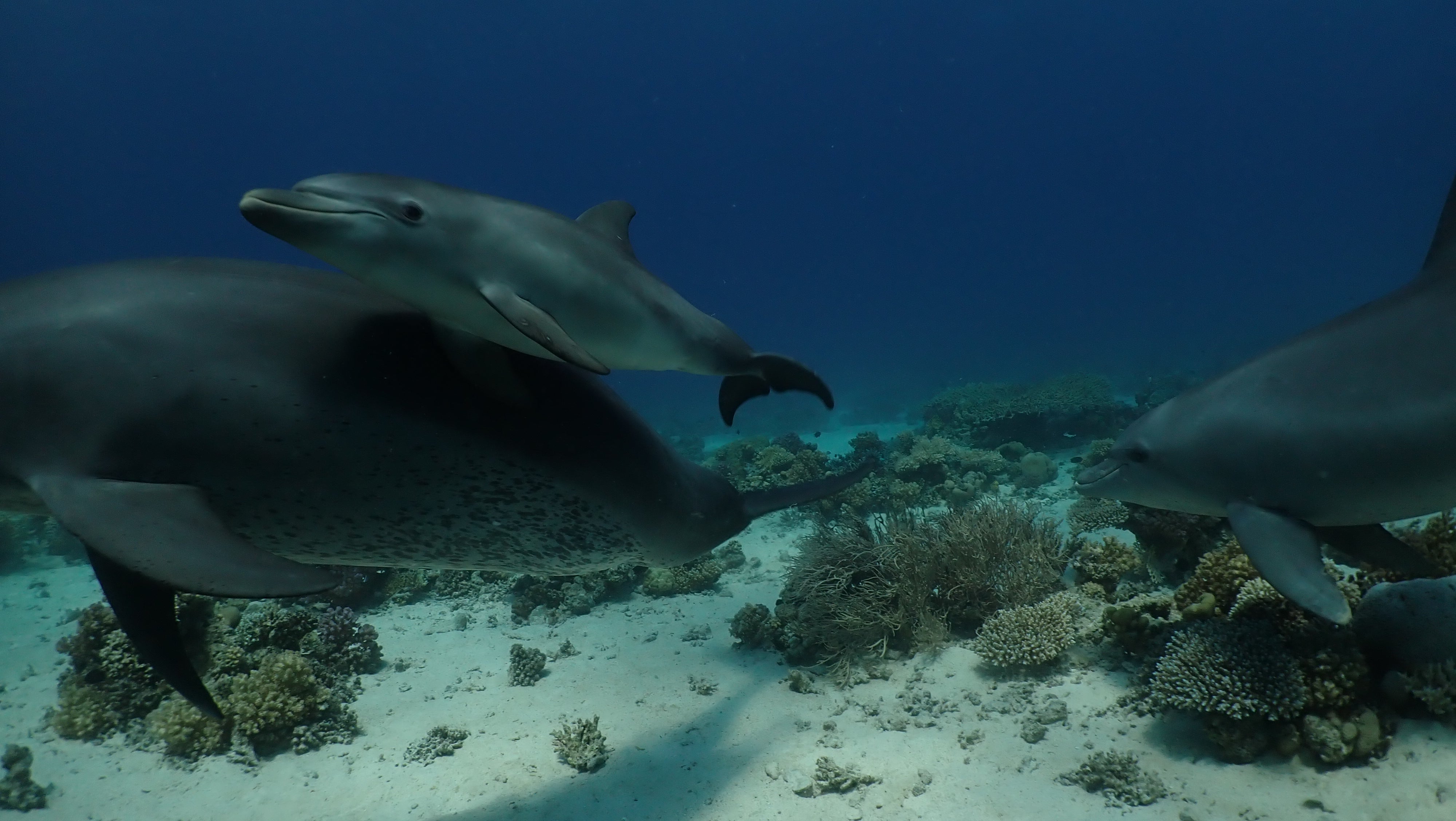 Researchers believe dolphins self-medicate skin conditions with coral (Angela Ziltener/University of Zurich/PA)