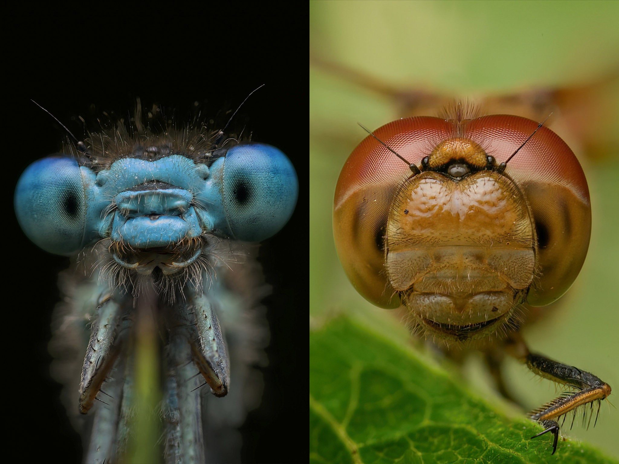 ‘They’re not menacing, they’re actually cute,’ he says