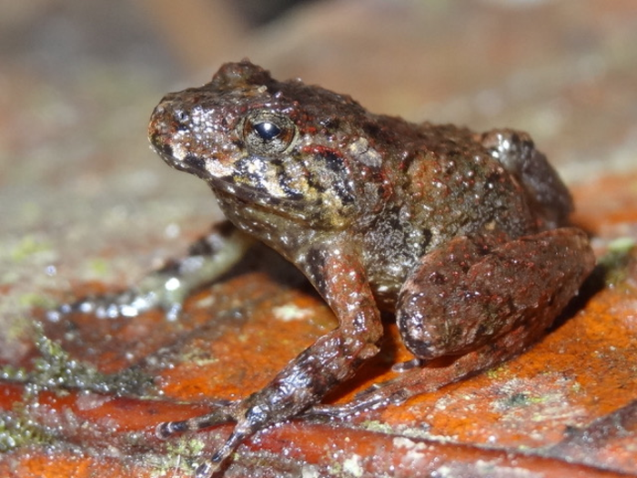 The Miles’ robber frog is endemic to Honduras and thought to be extinct but was rediscovered in 2008