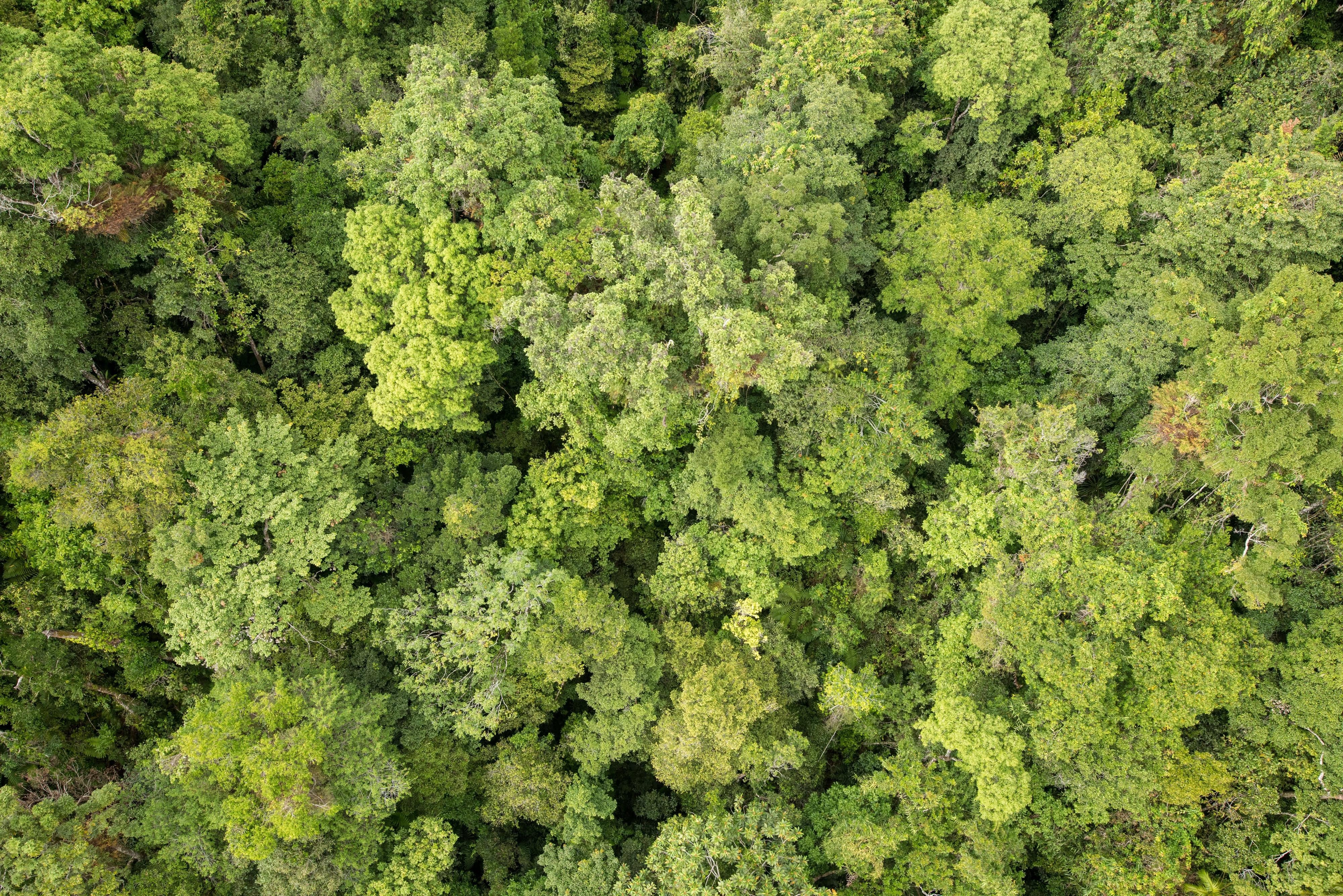 Northeast Australia’s relict tropical rainforest.