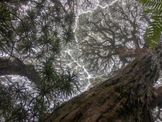 Tropical trees are ‘dying faster’ in Australia with potential consequences for climate change