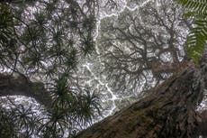 Tropical trees are ‘dying faster’ in Australia with potential consequences for climate change