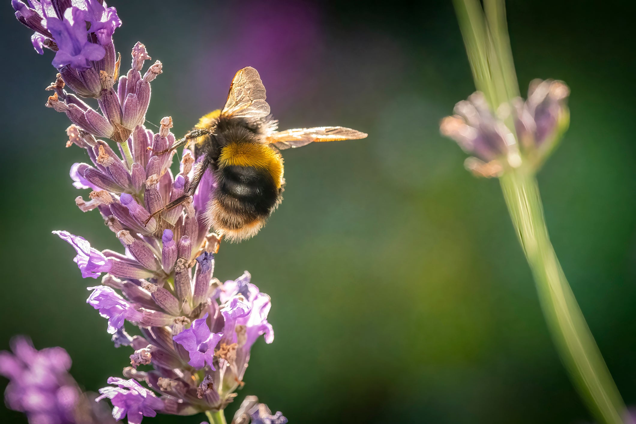 This isn’t the first time bees have been put to the mathematical test