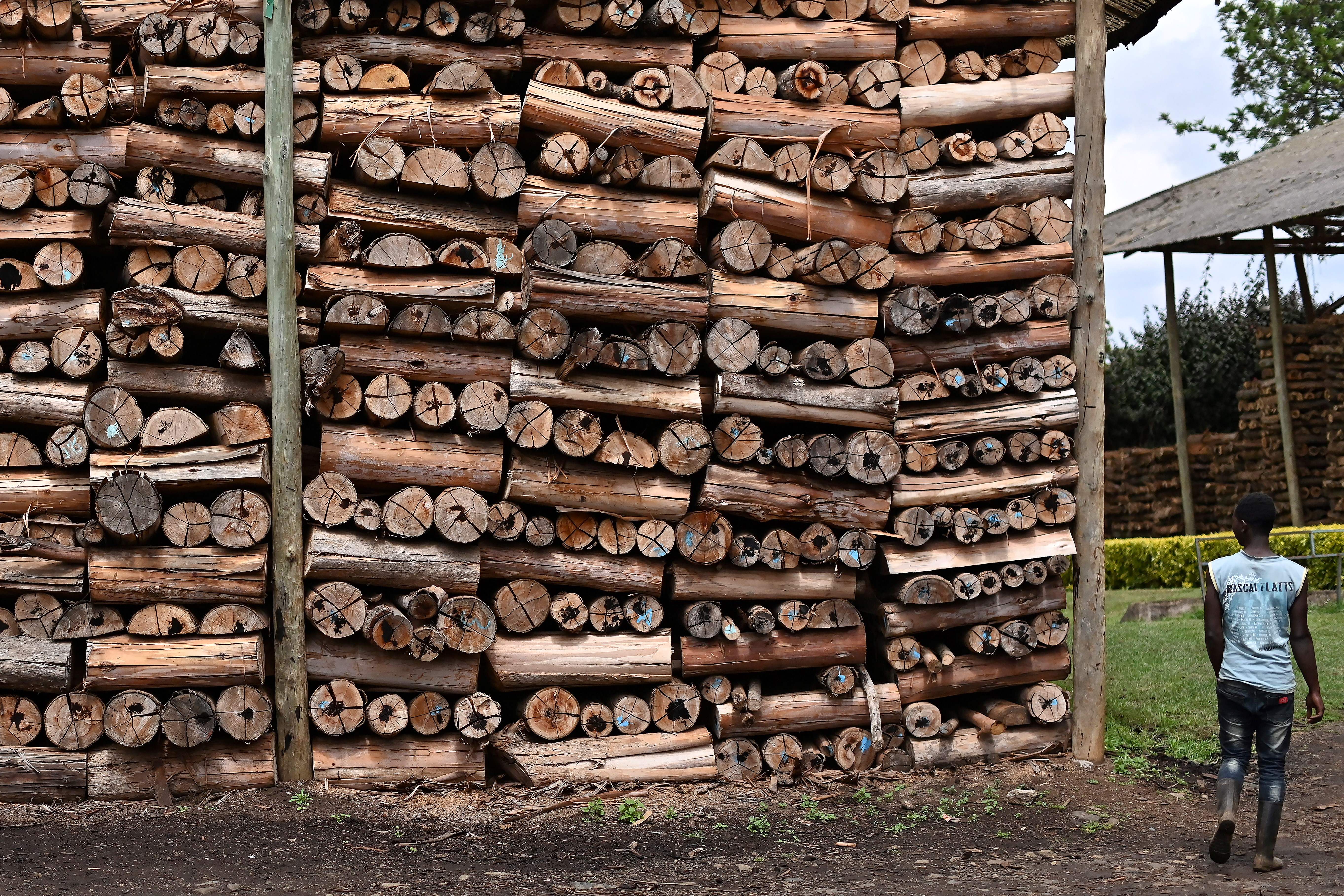 A factory worker walks past rows of firewood used to power boilers at the Gitugi tea factory in Nyeri County, Kenya