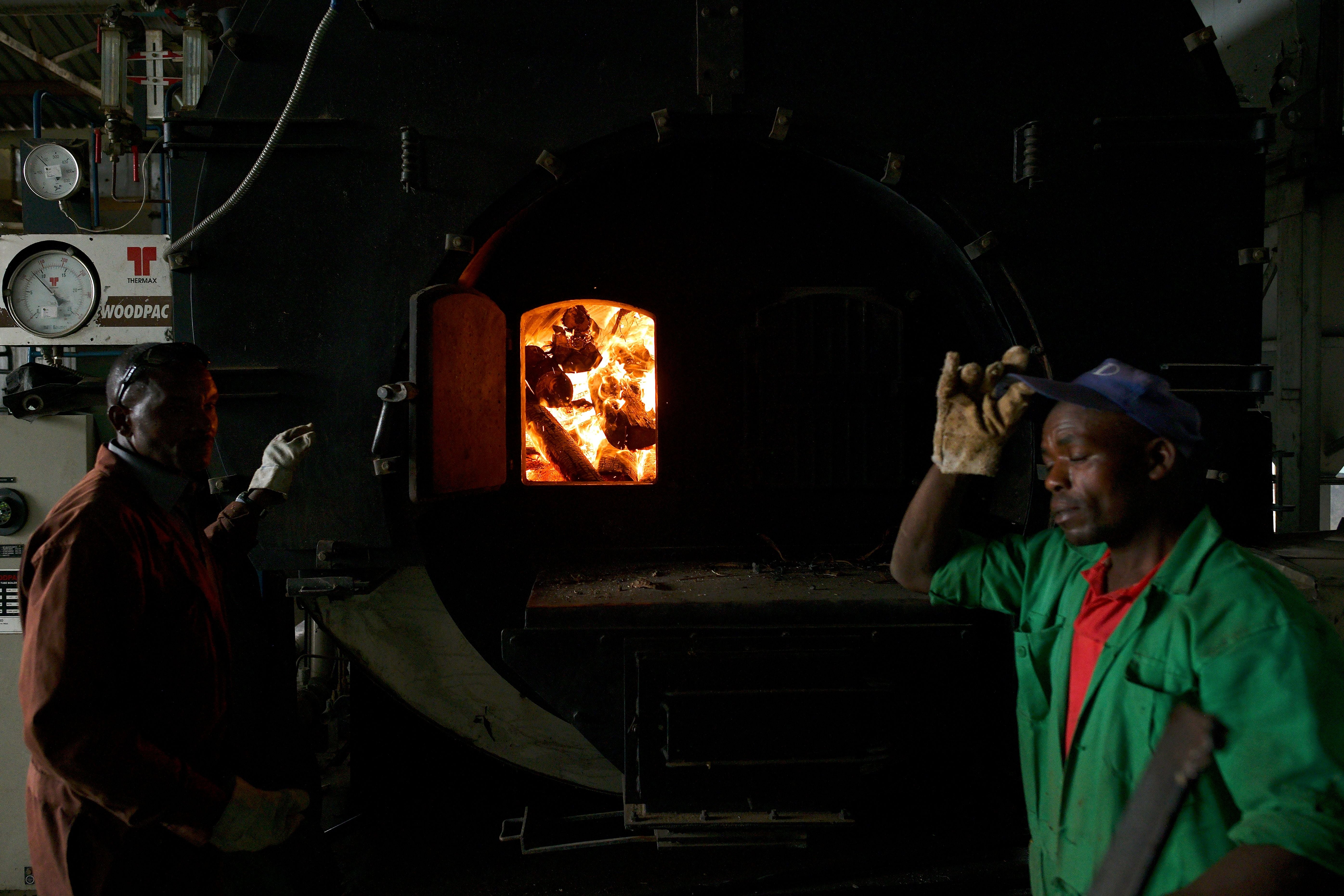 Factory workers recharge a kiln with firewood in Nyeri County, Kenya