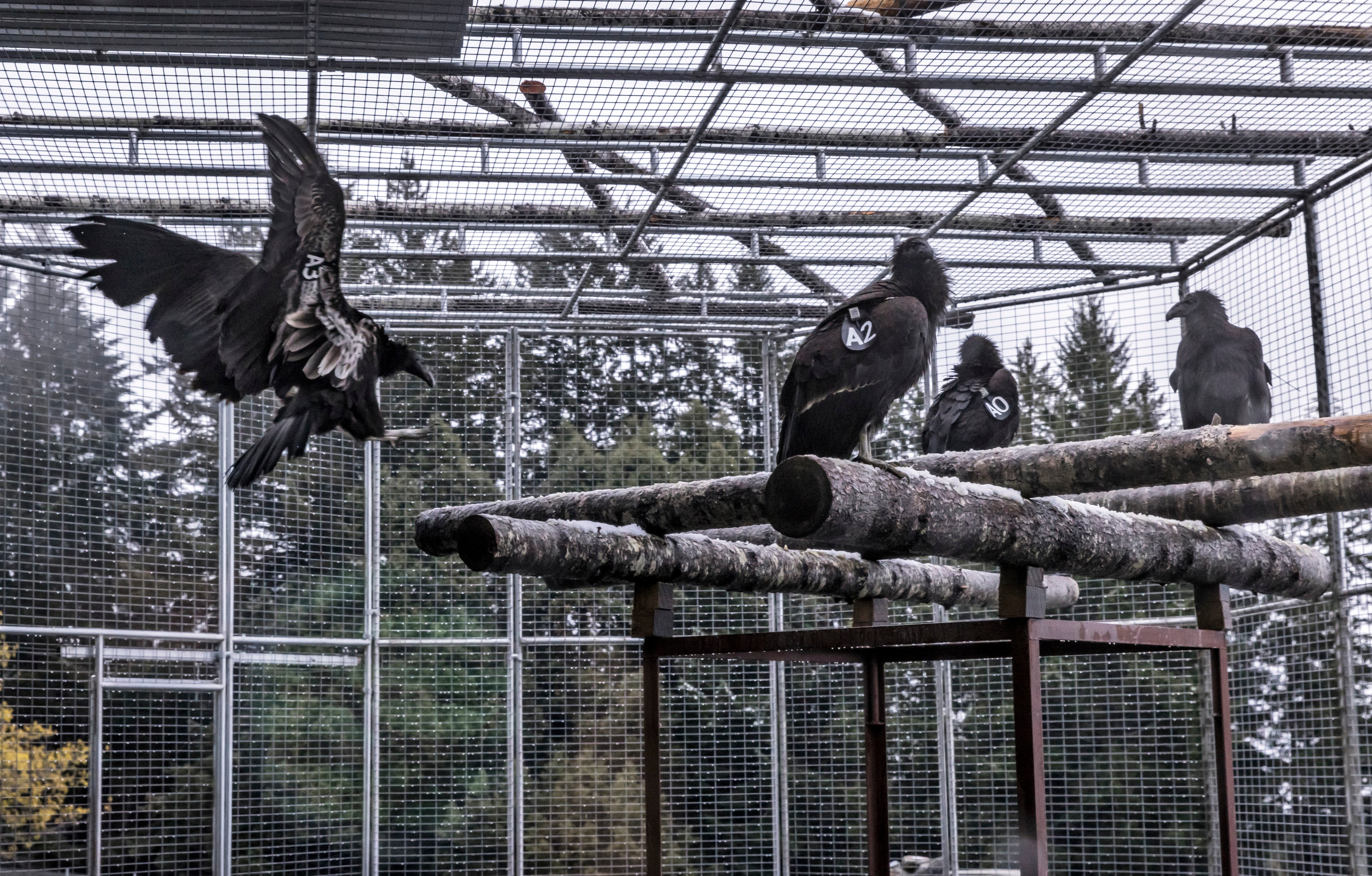 California condors wait for reintroduction in northern California last month