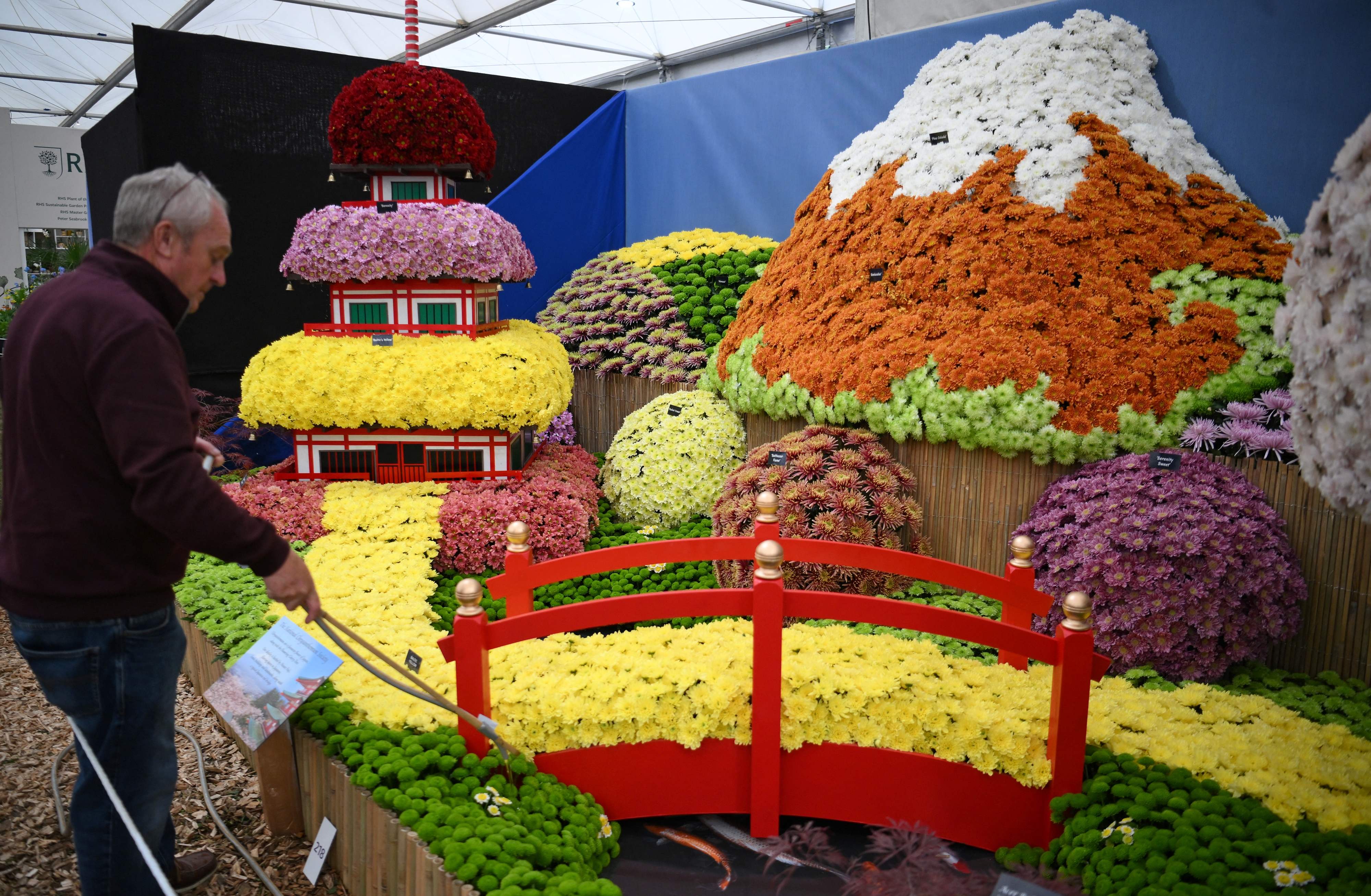 An exhibitor waters plants on a display of Chrysanthemums, arranged to depict Mount Fuiji in Japan