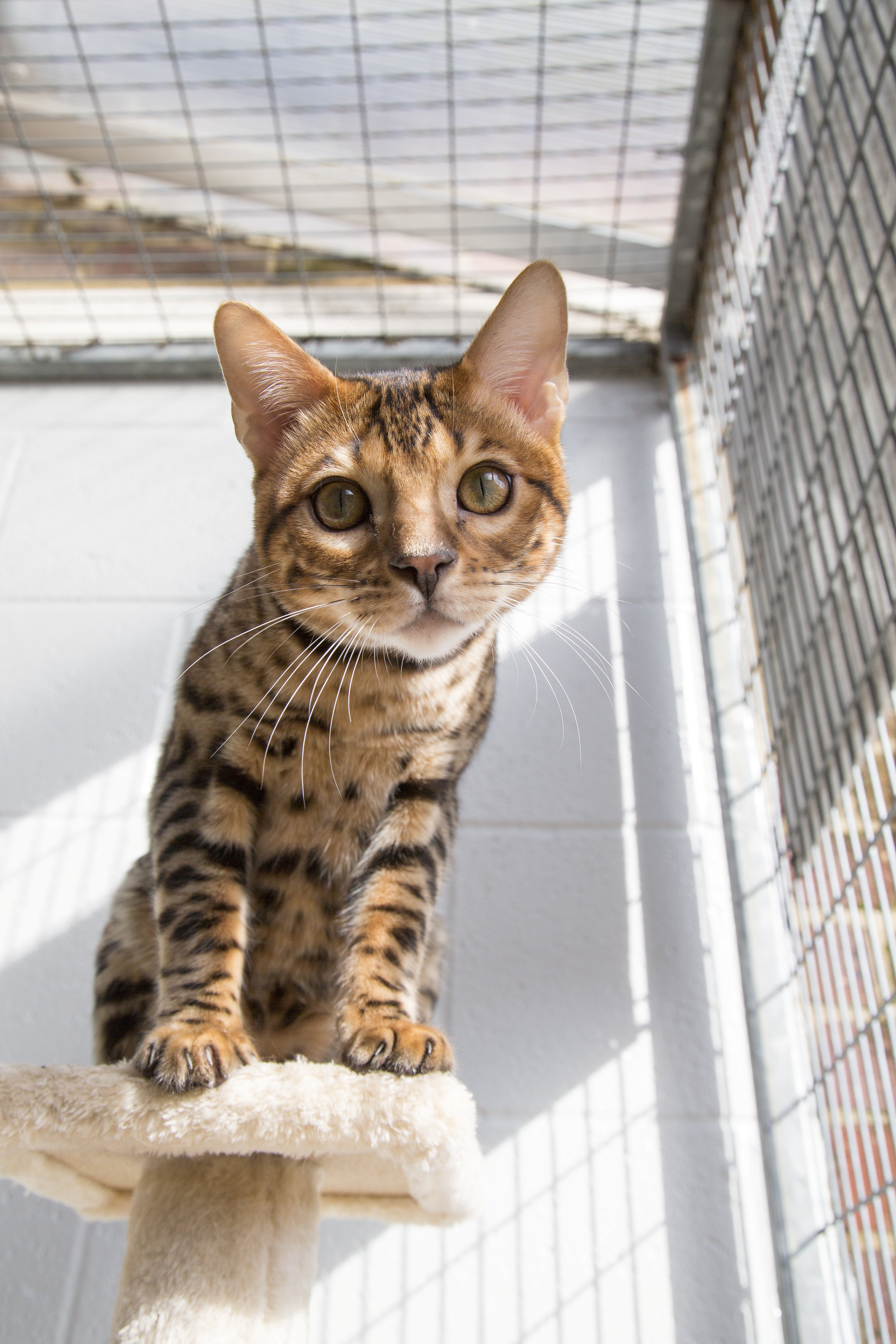 Zouma's cat is now in the care of the RSPCA