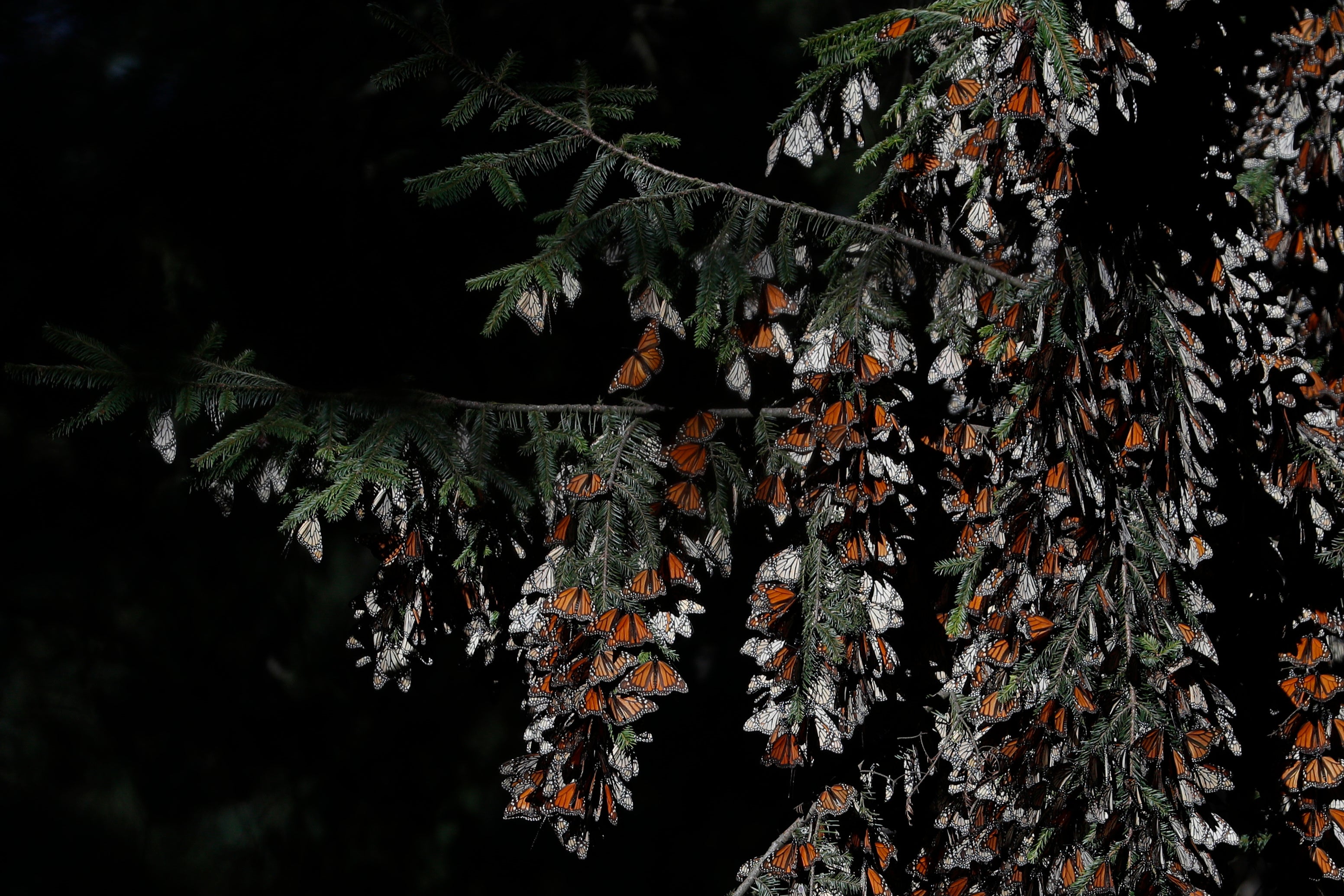 Mexico Monarch Butterflies