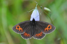 The British butterflies that could be lost to extinction