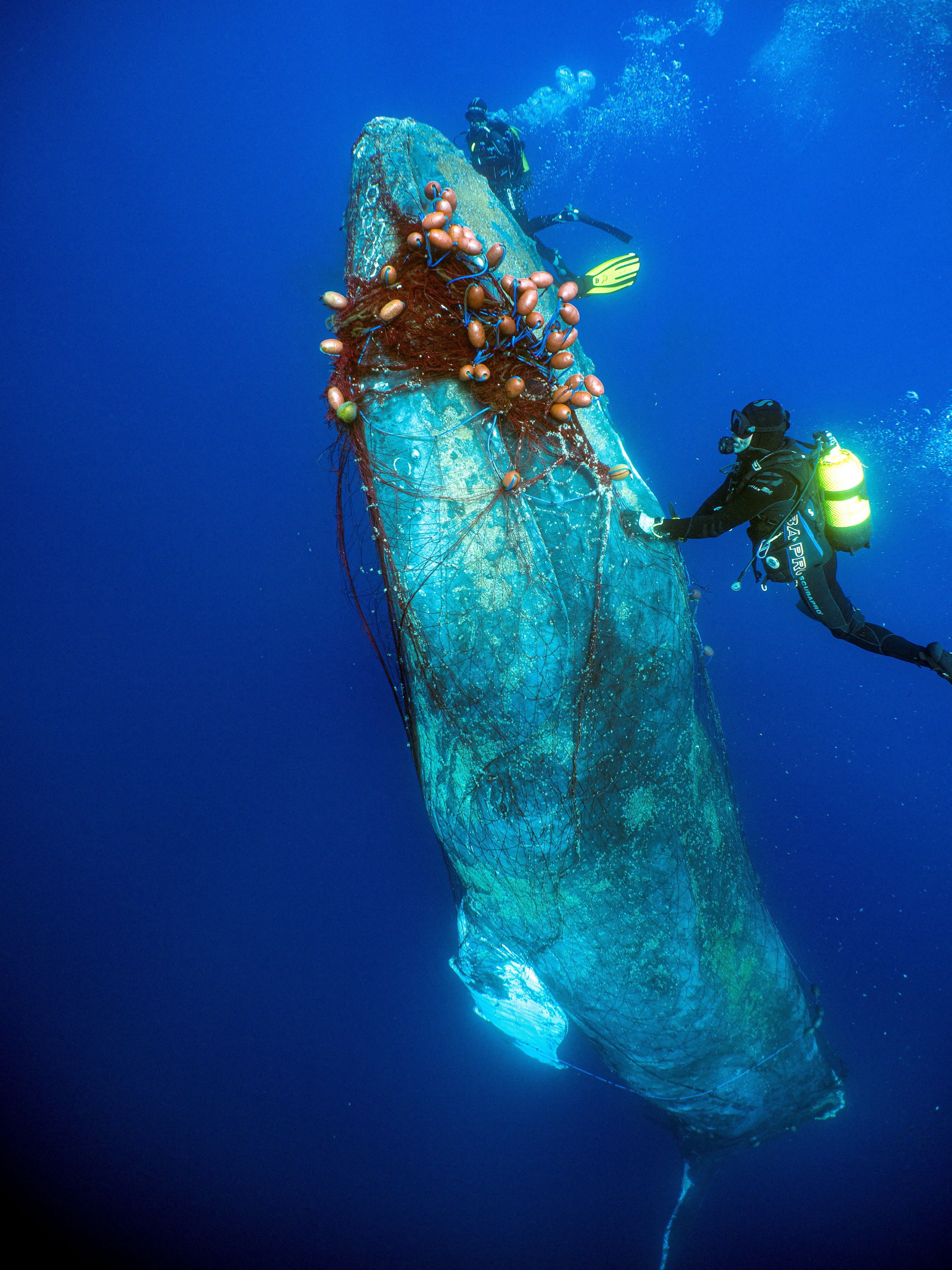 The frail whale was trapped inside a red net to the extent that it couldn’t even open its mouth. ‘The first 10 seconds she got a bit nervous, you know, like bubbles everywhere, but then I don’t know, call me crazy but I think she knew we were there to help her and she just relaxed,’ says rescuer Gigi Torras