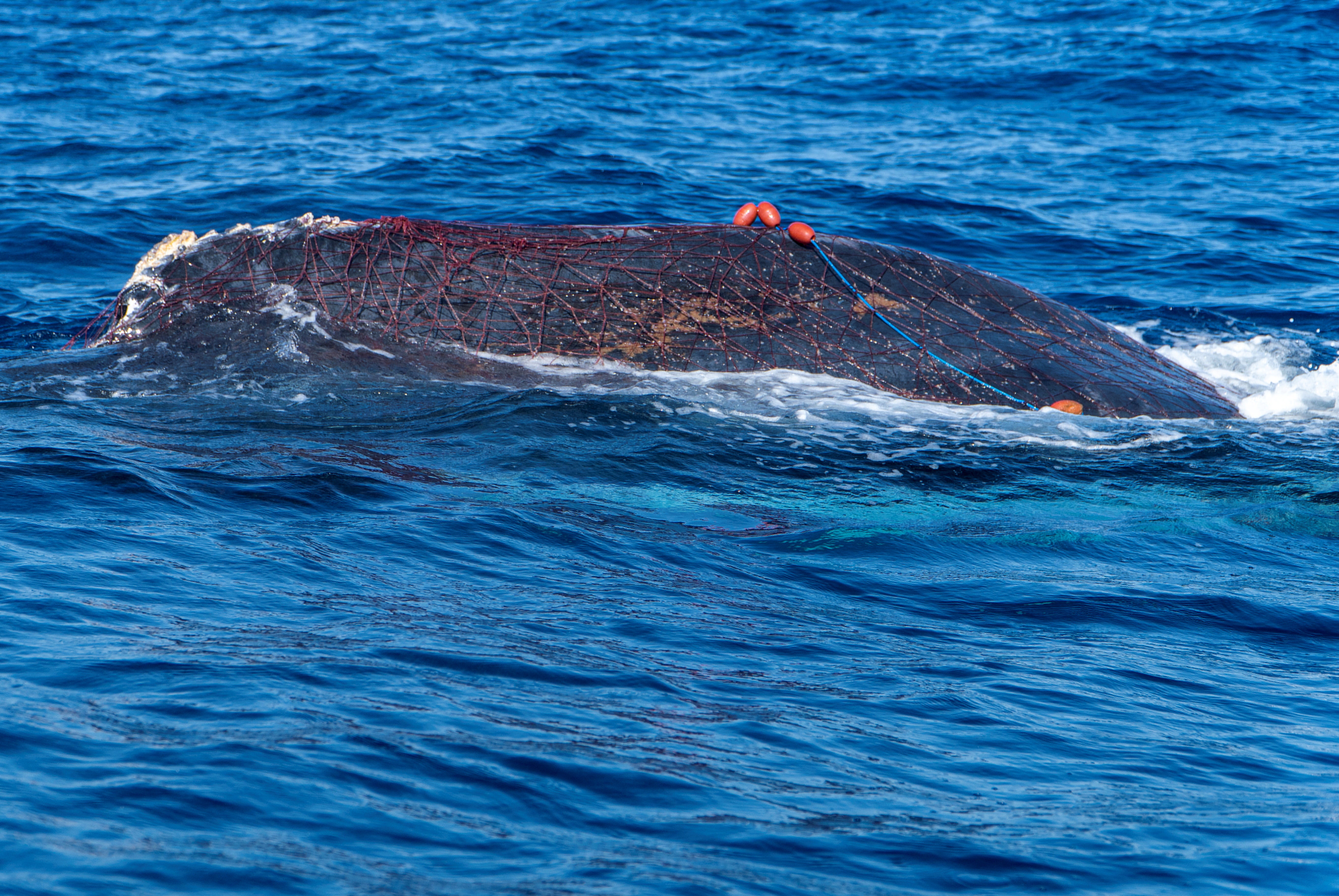 Humpback whale seen entangled in an illegal drift net near Cala Millor beach in the Balearic island of Mallorca