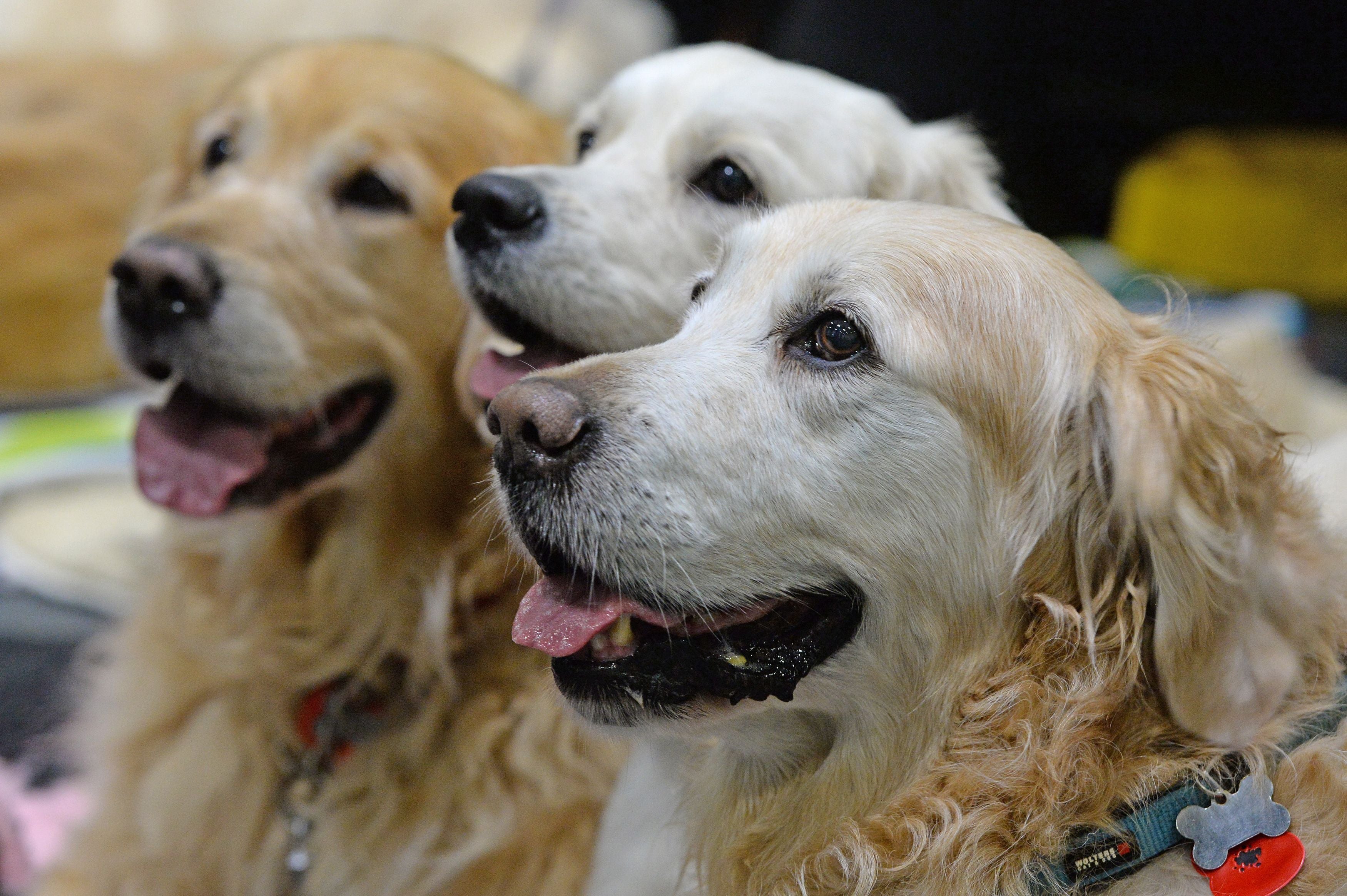 The Golden Retriever has become the most sought-after dog (Victoria Jones/PA)
