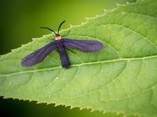 Poisonous grapeleaf skeletonizer moth wreaks havoc on California vineyards