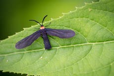 Poisonous grapeleaf skeletonizer moth wreaks havoc on California vineyards