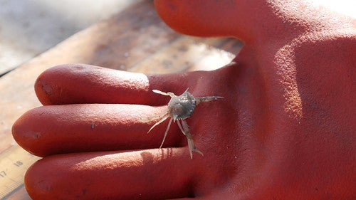 A juvenile blue crab observed during an annual winter survey to count the blue crab population in the Chesapeake Bay