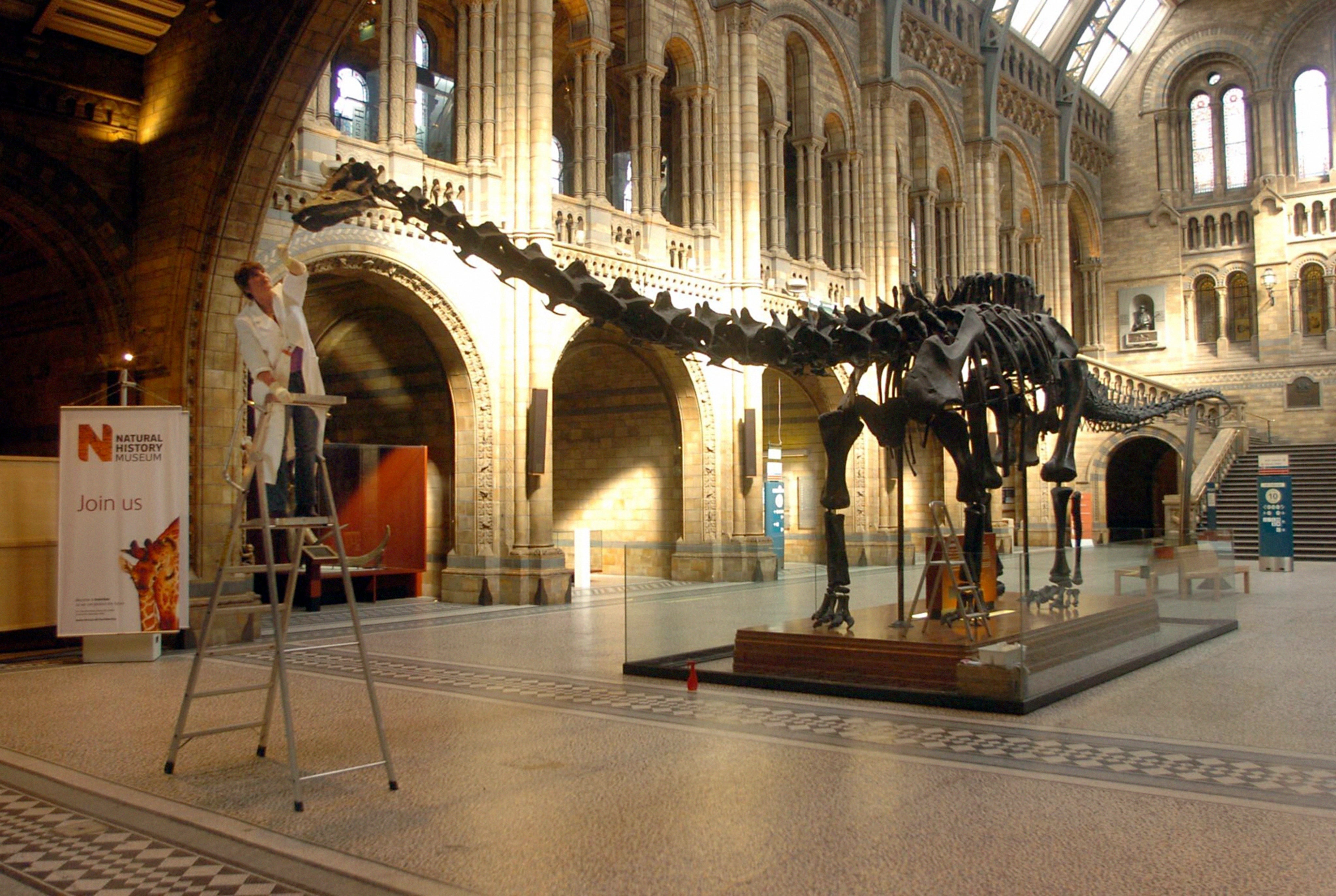 The 26-metre-long skeletal cast of Dippy the Diplodocus, in the Natural History Museum, London