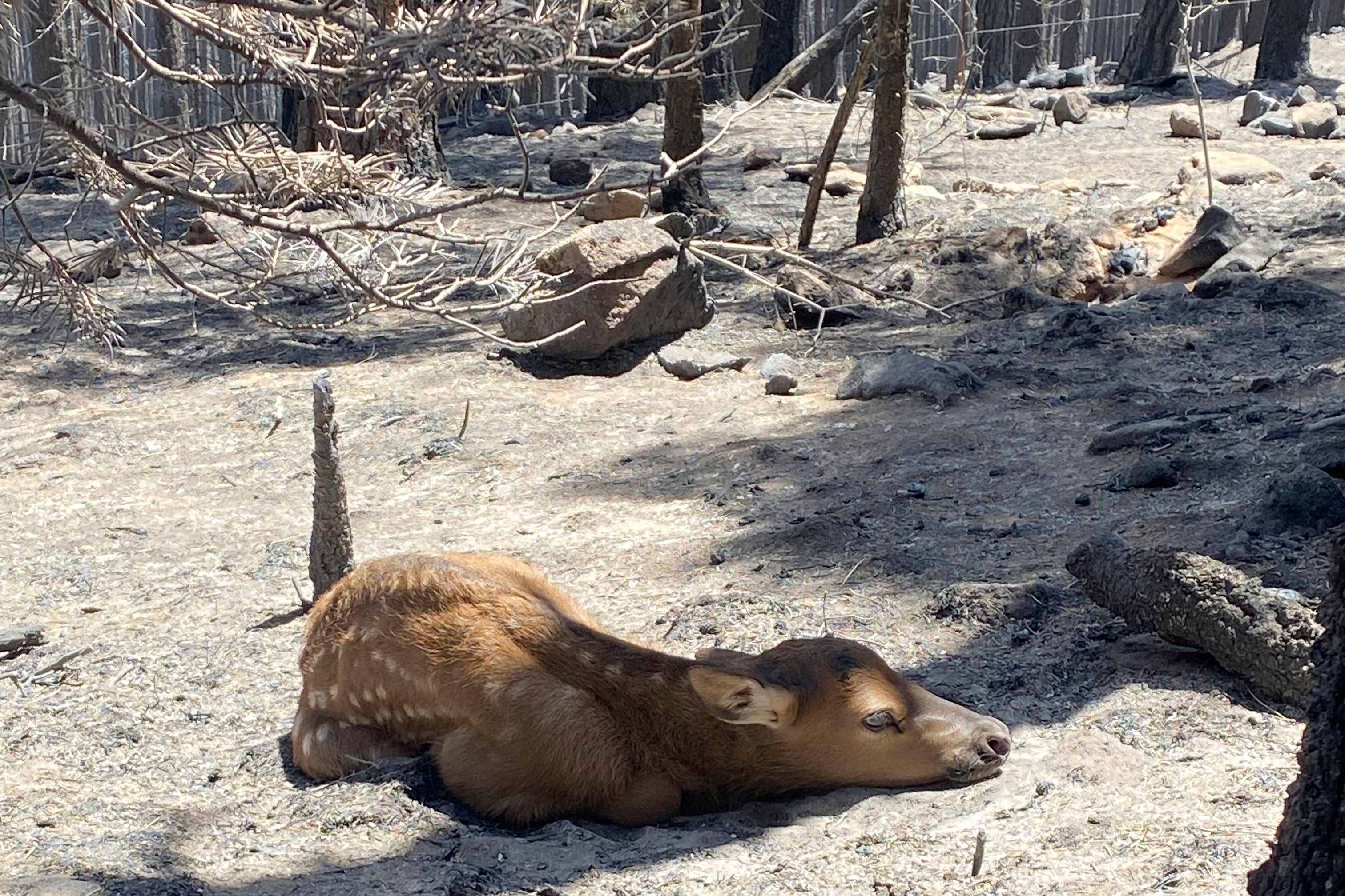 Spring Wildfires Rescued Elk