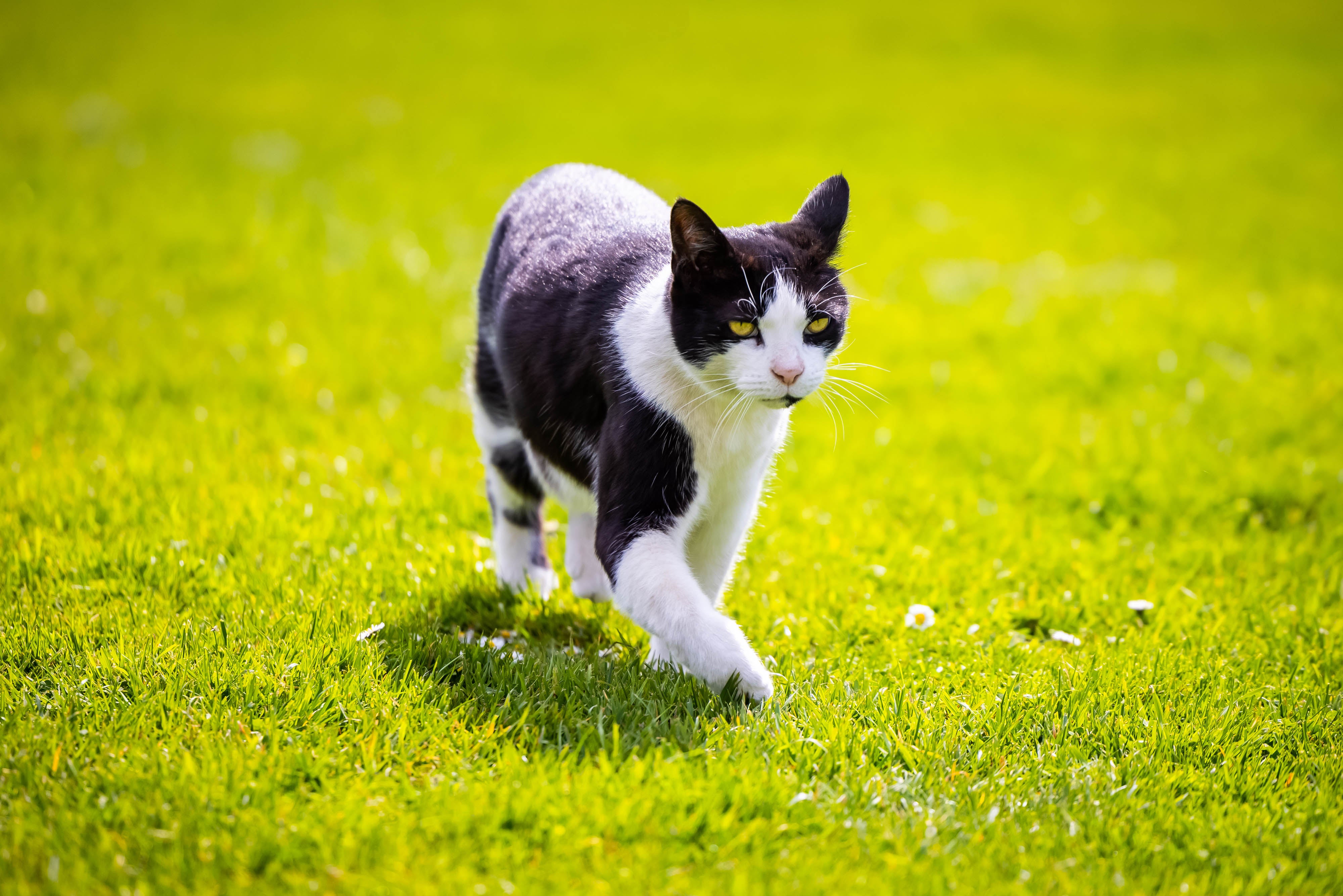 Marley, the resident cat at The Apuldram Centre, is a regular attendee at staff meetings (Ciaran McCrickard/PA)