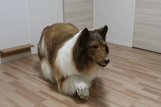 Japanese man spends £12,480 to look like a dog