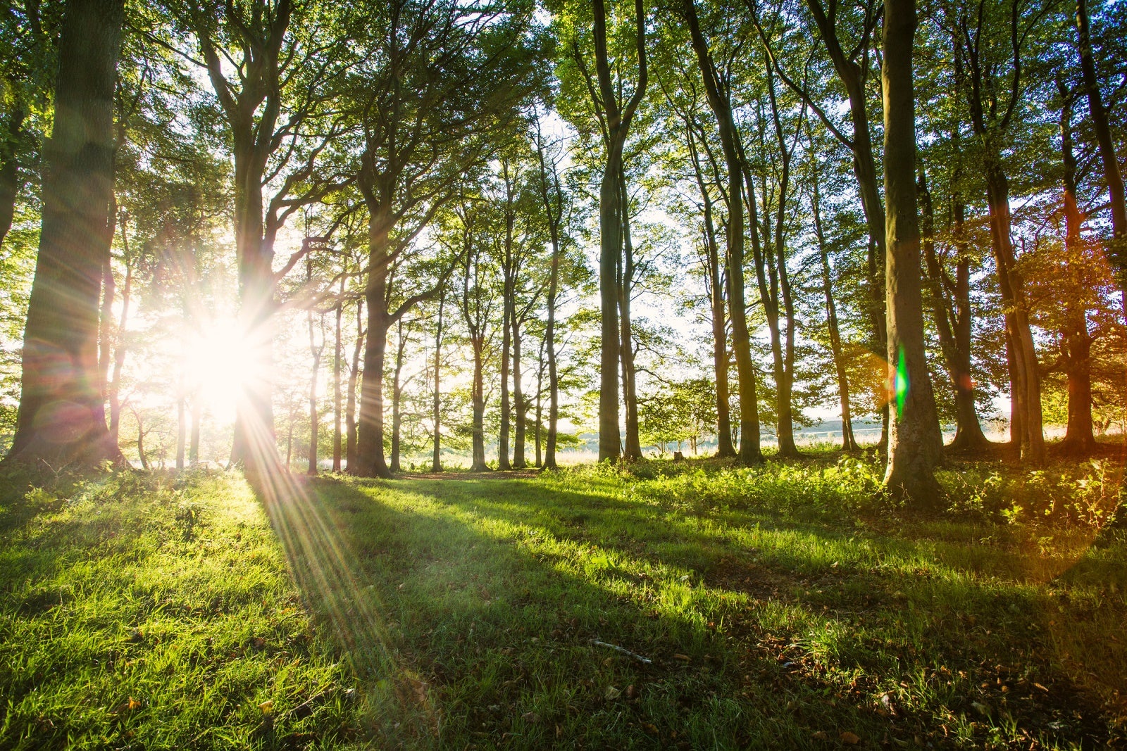 Trees in the South Downs National Park have been dedicated to the Queen as she marks her Platinum Jubilee (South Downs National Park Authority/PA)