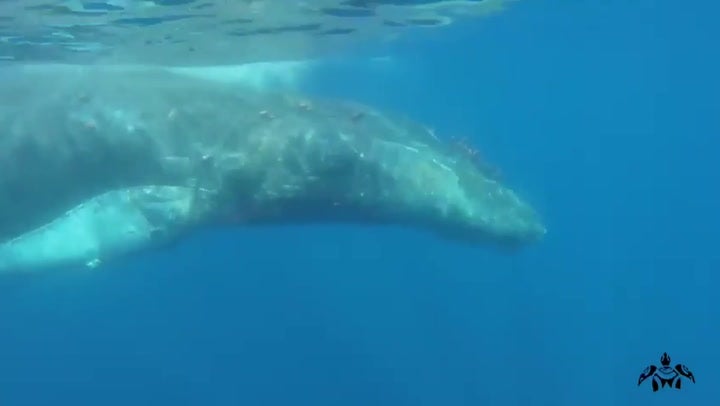 Rare humpback whale rescued from drift net off coast of Mallorca