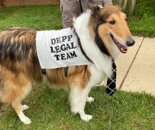 Danny the dog outside the courthouse on 26 May in support of Johnny Depp