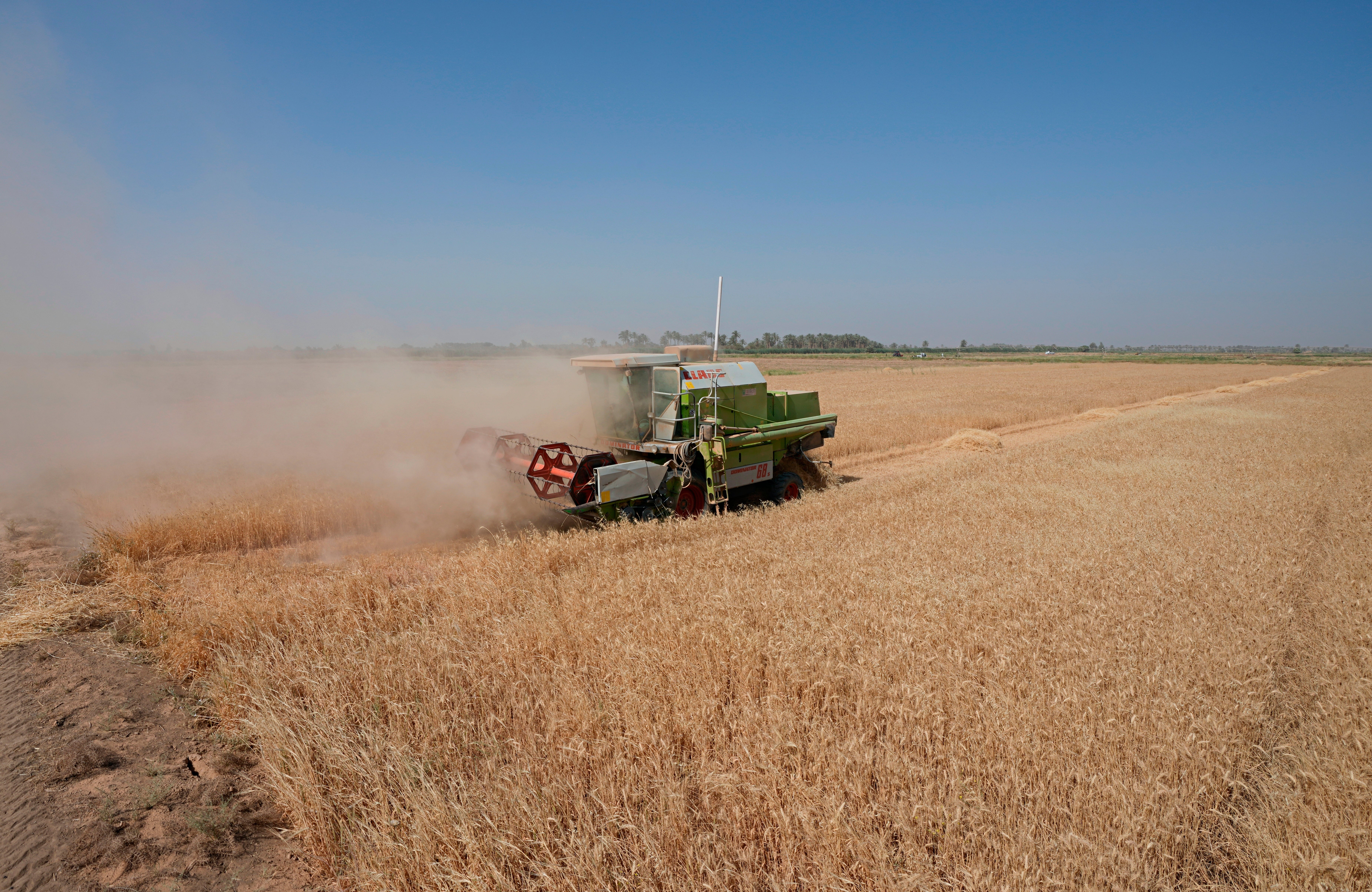 Iraq-Wheat Harvest
