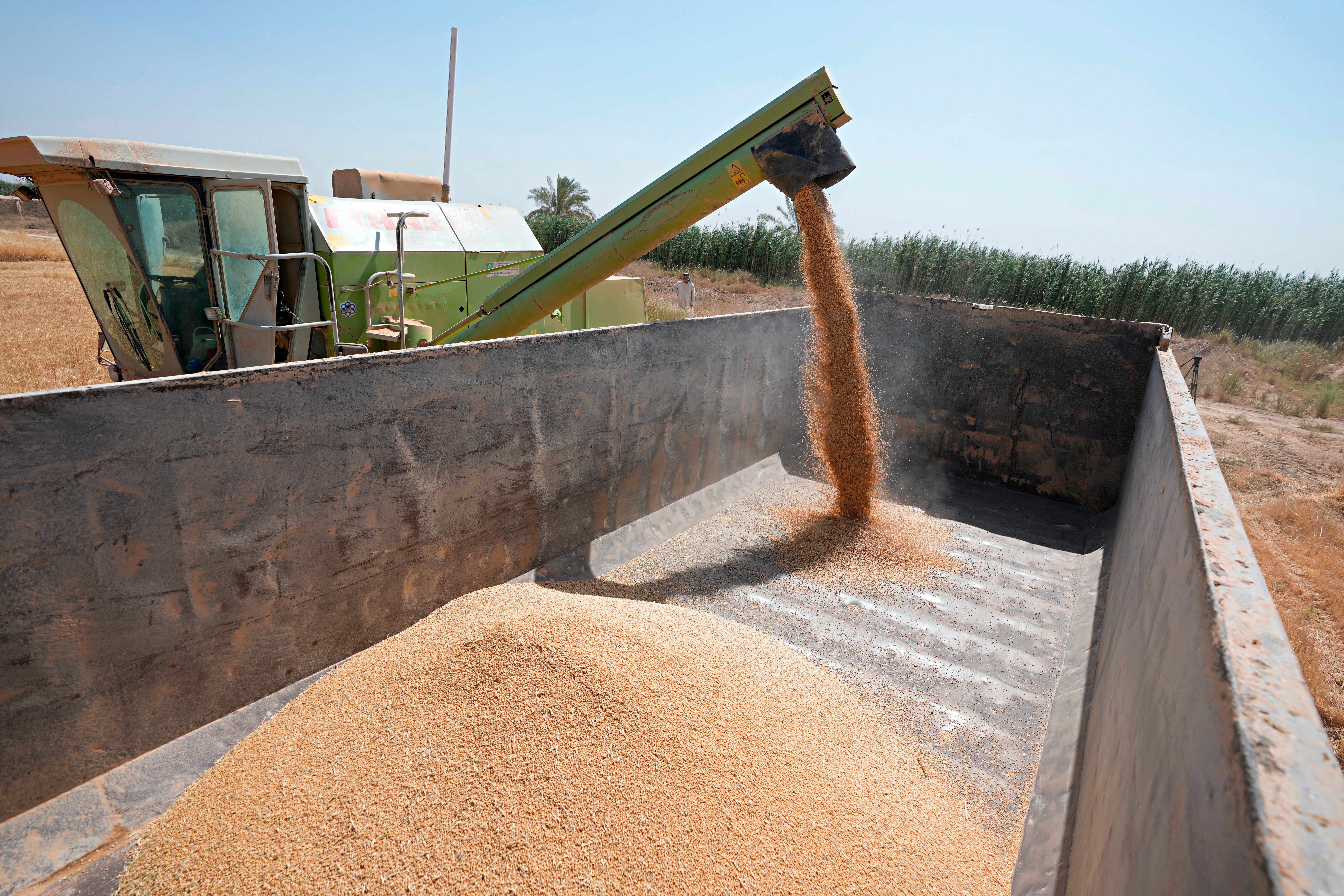 Iraq-Wheat Harvest