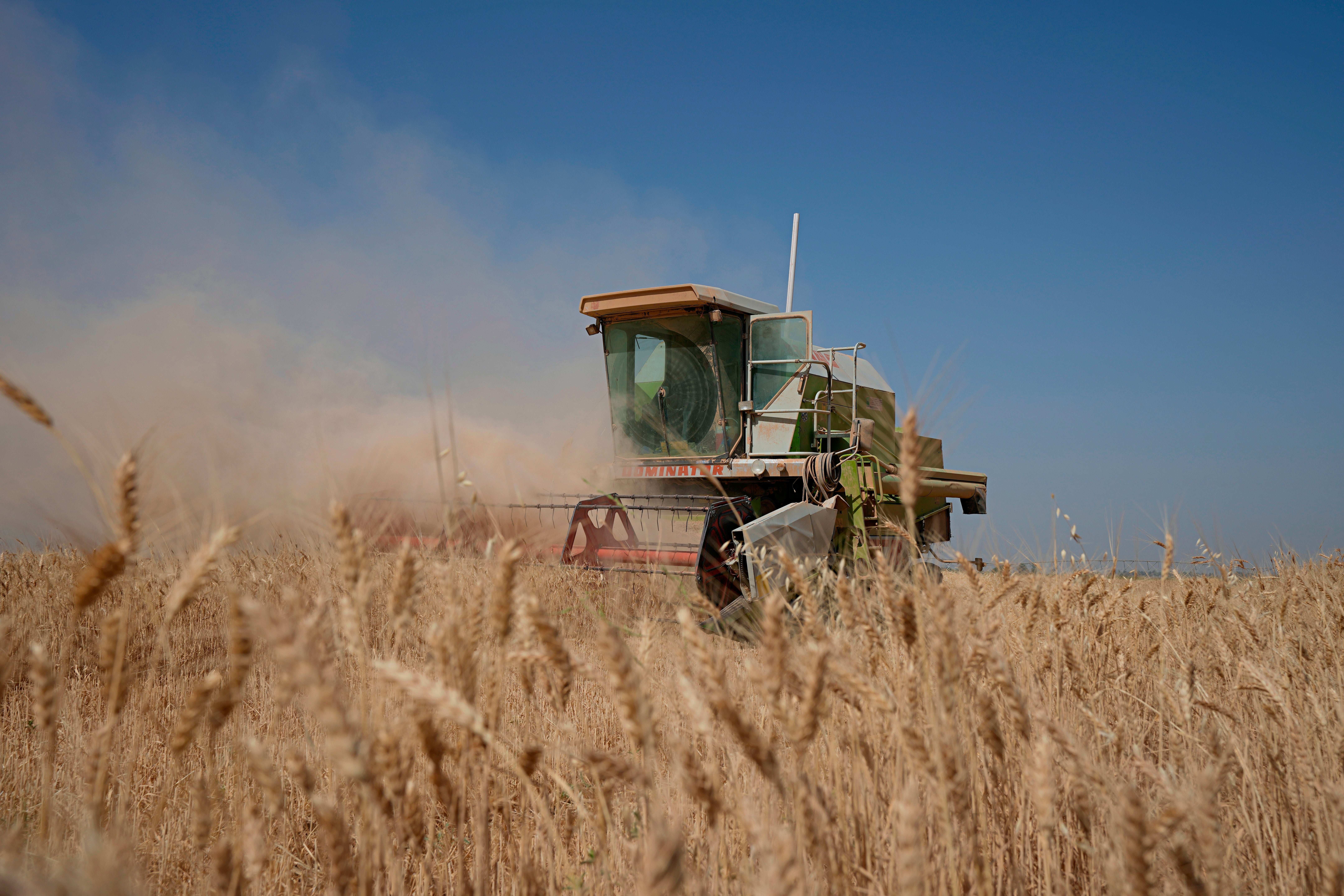 Iraq-Wheat Harvest