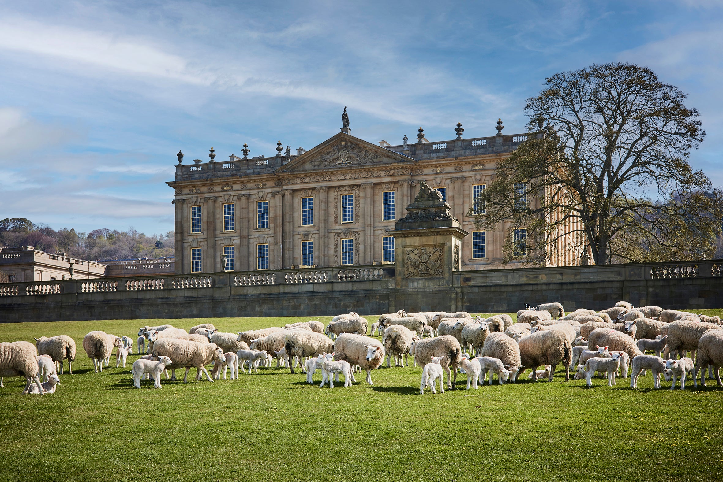 Sheep grazing at Chatsworth House, Derbyshire (Woolroom/PA)