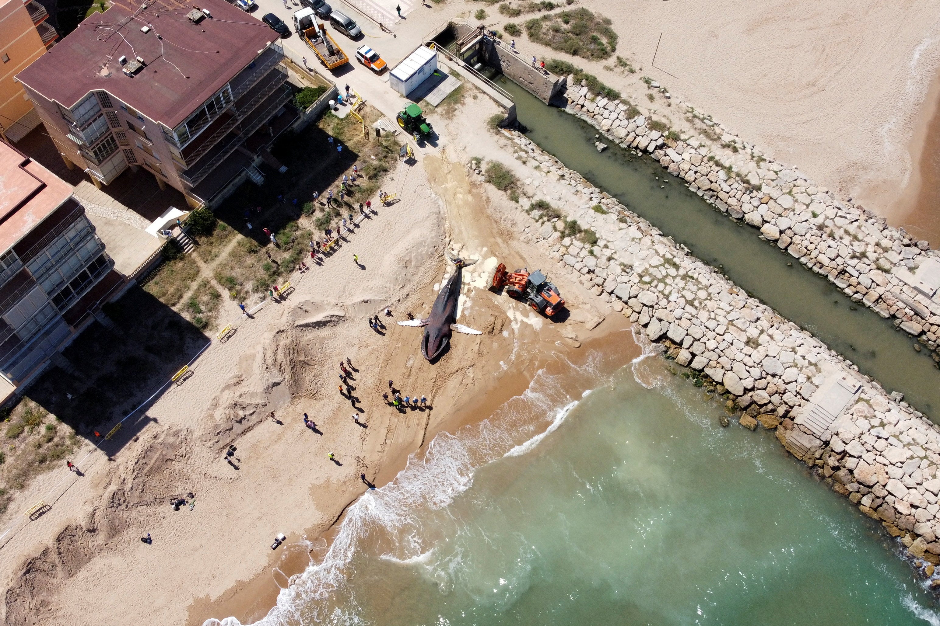 The whale washed up on a beach more than 190 miles away from where it was rescued