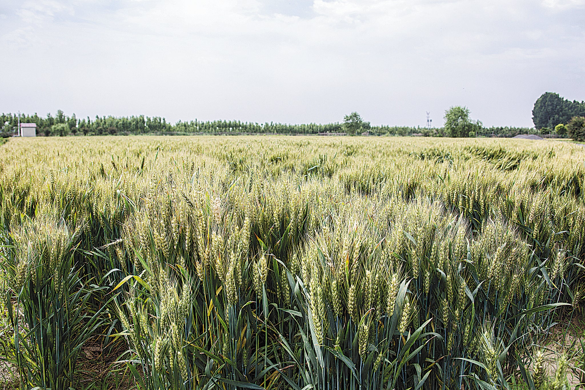 The arrival of xiaoman means wheat-reaping time is near