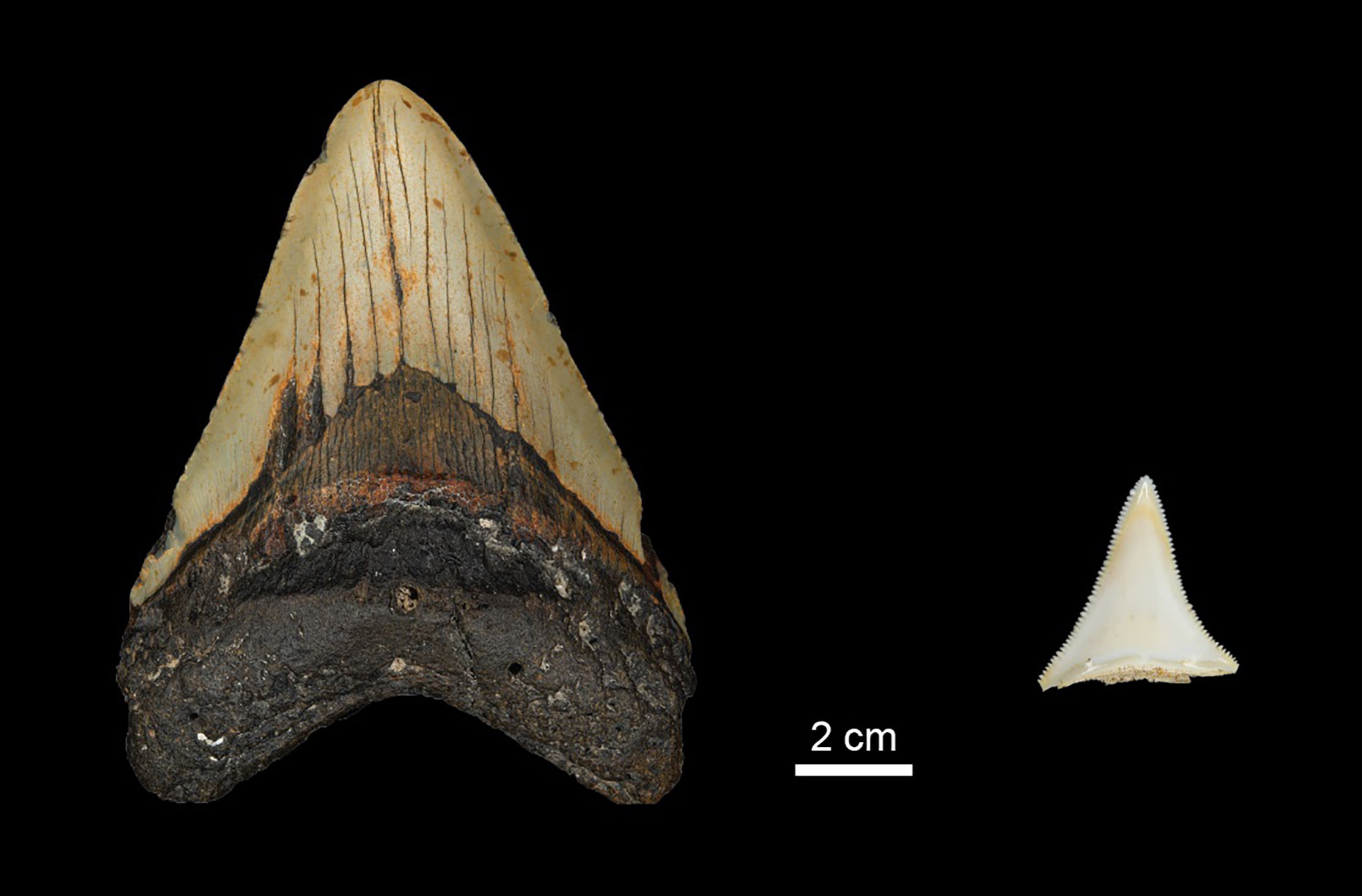 Great white sharks may have contributed to megalodon extinction, study suggests (MPI for Evolutionary Anthropology/PA)