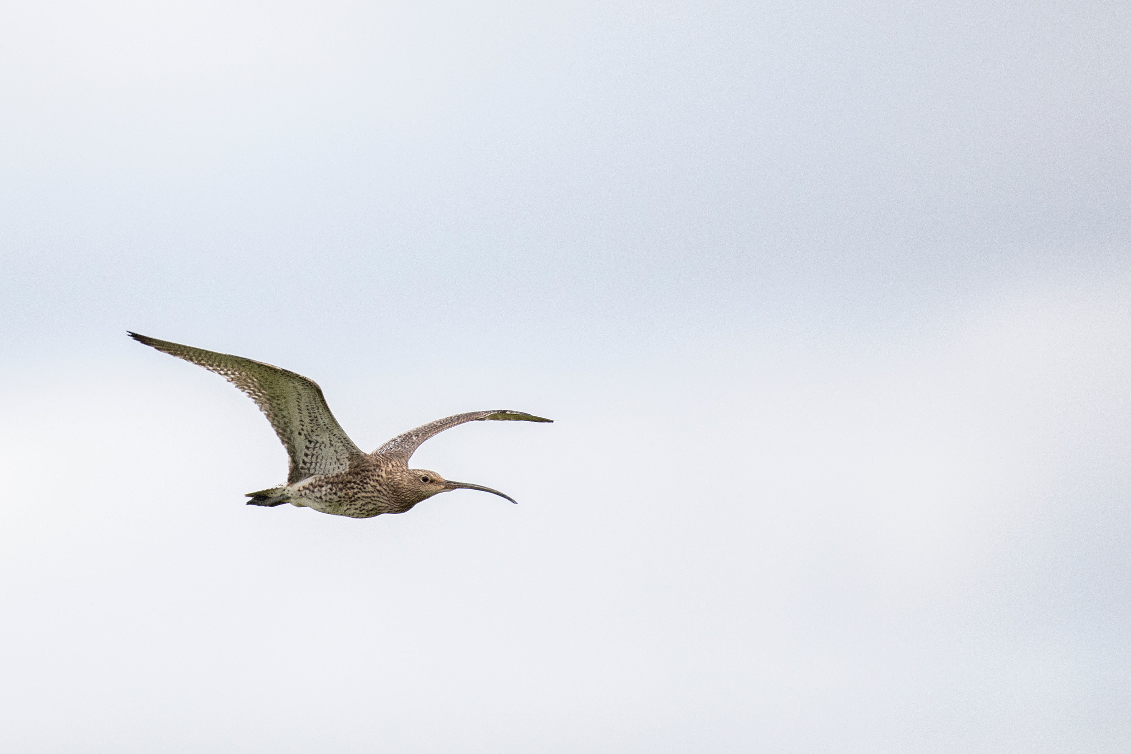 Curlews are ground-nesting birds that rely on healthy peat bogs and other aquatic ecosystems