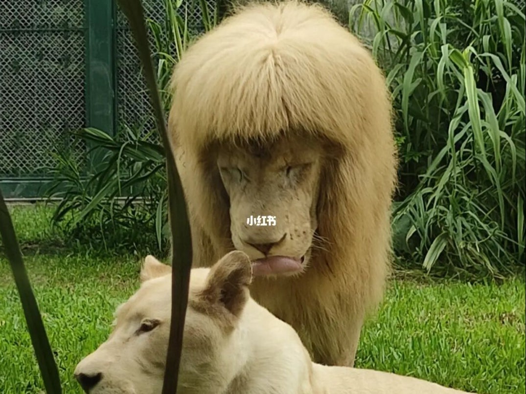 Images of the lion’s mullet-style fringe went viral on social media on Sunday